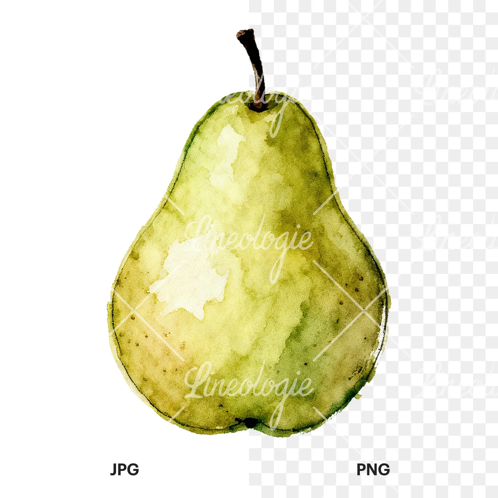 Watercolor green and gold pear clipart 5 of 9, as a JPG on white and a transparent PNG