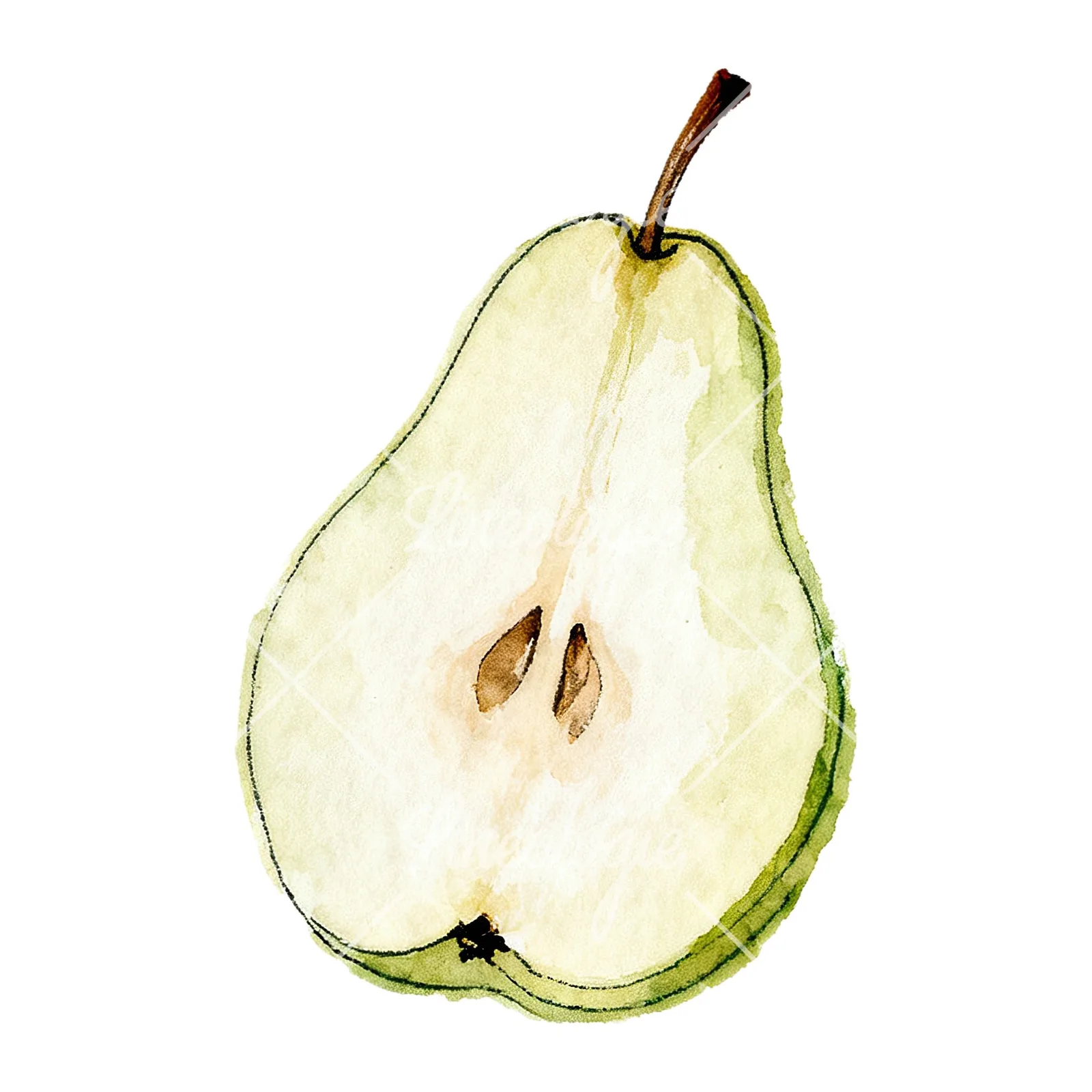 Watercolor green and gold pear clipart 6 of 9 on a white background (JPG)