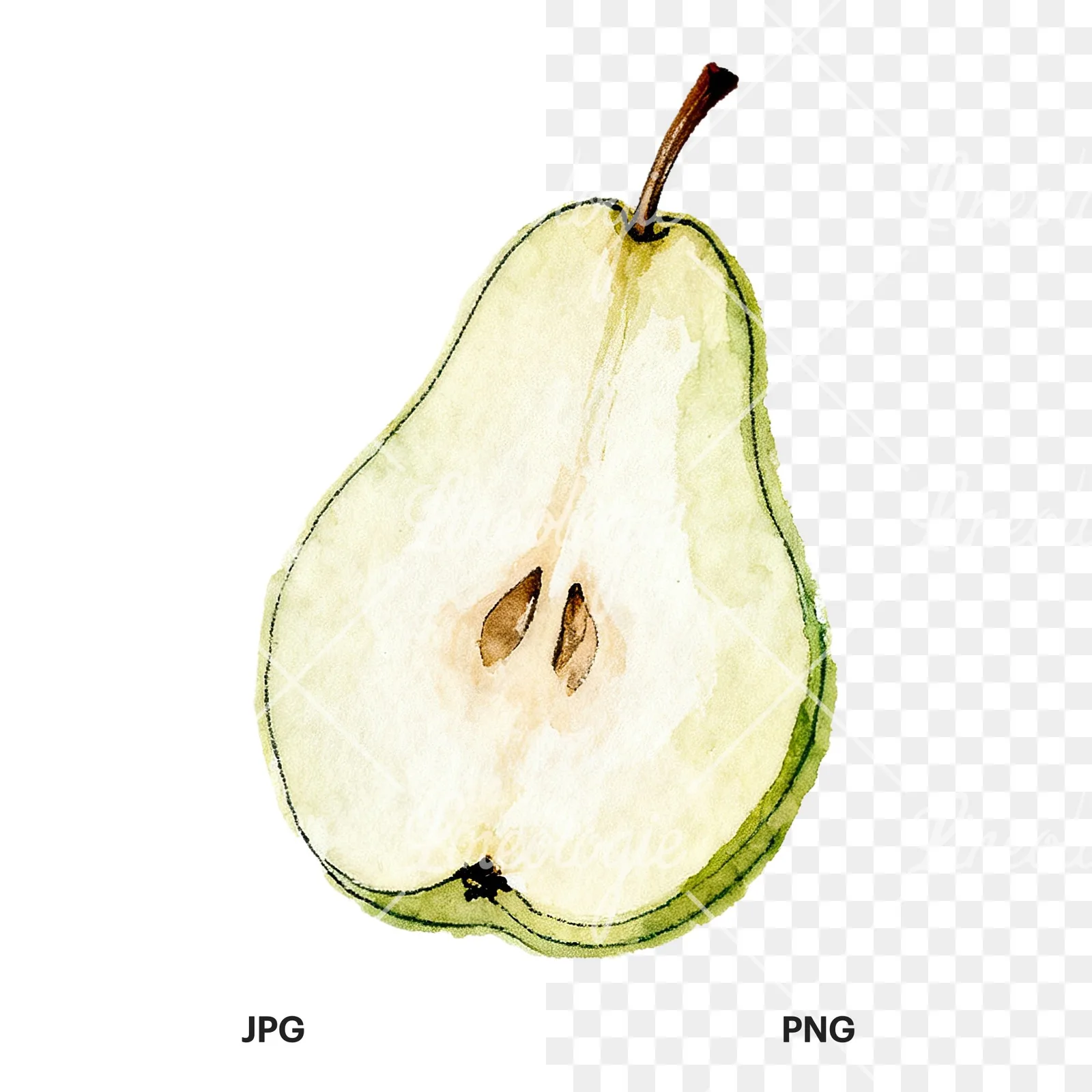 Watercolor green and gold pear clipart 6 of 9, as a JPG on white and a transparent PNG