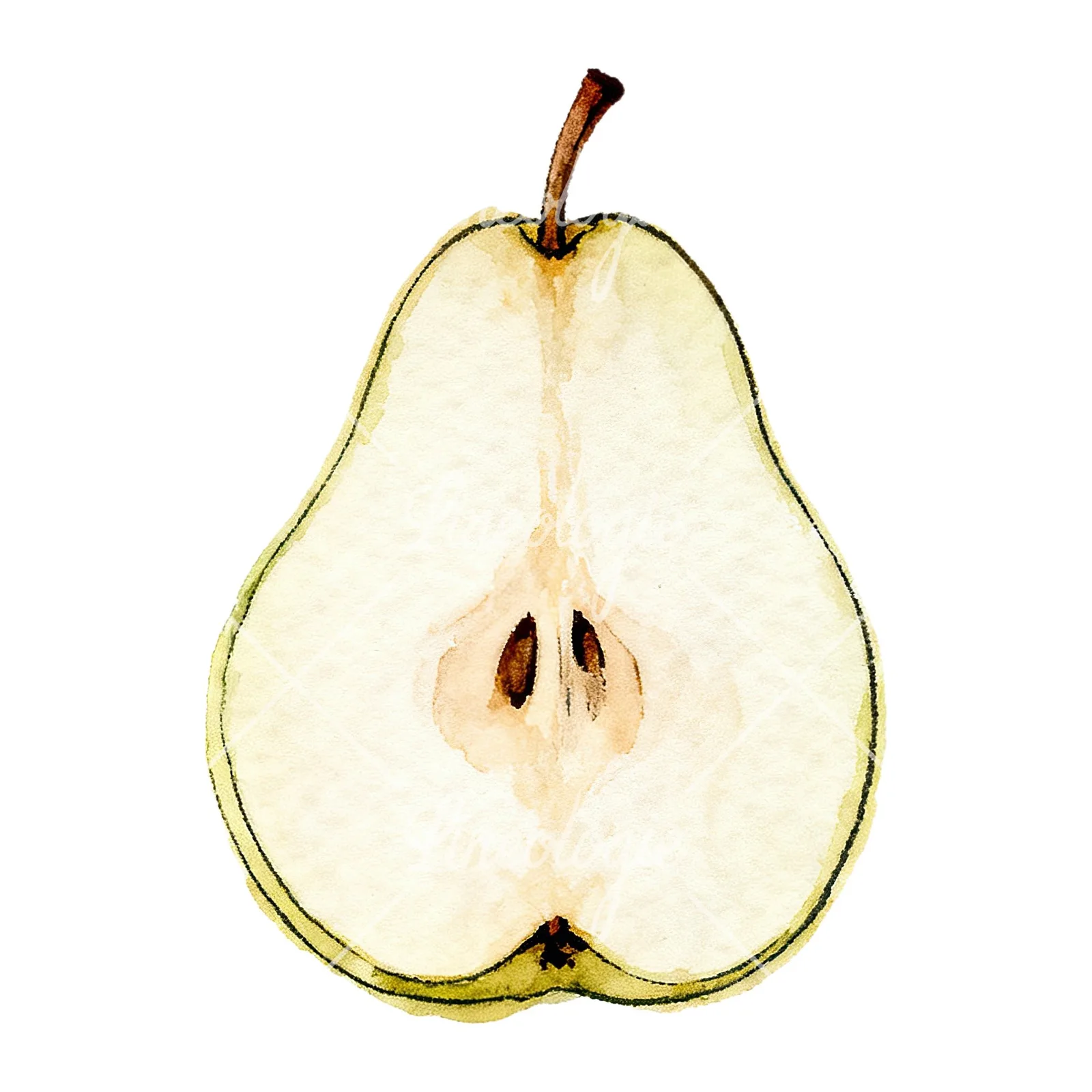 Watercolor green and gold pear clipart 7 of 9 on a white background (JPG)