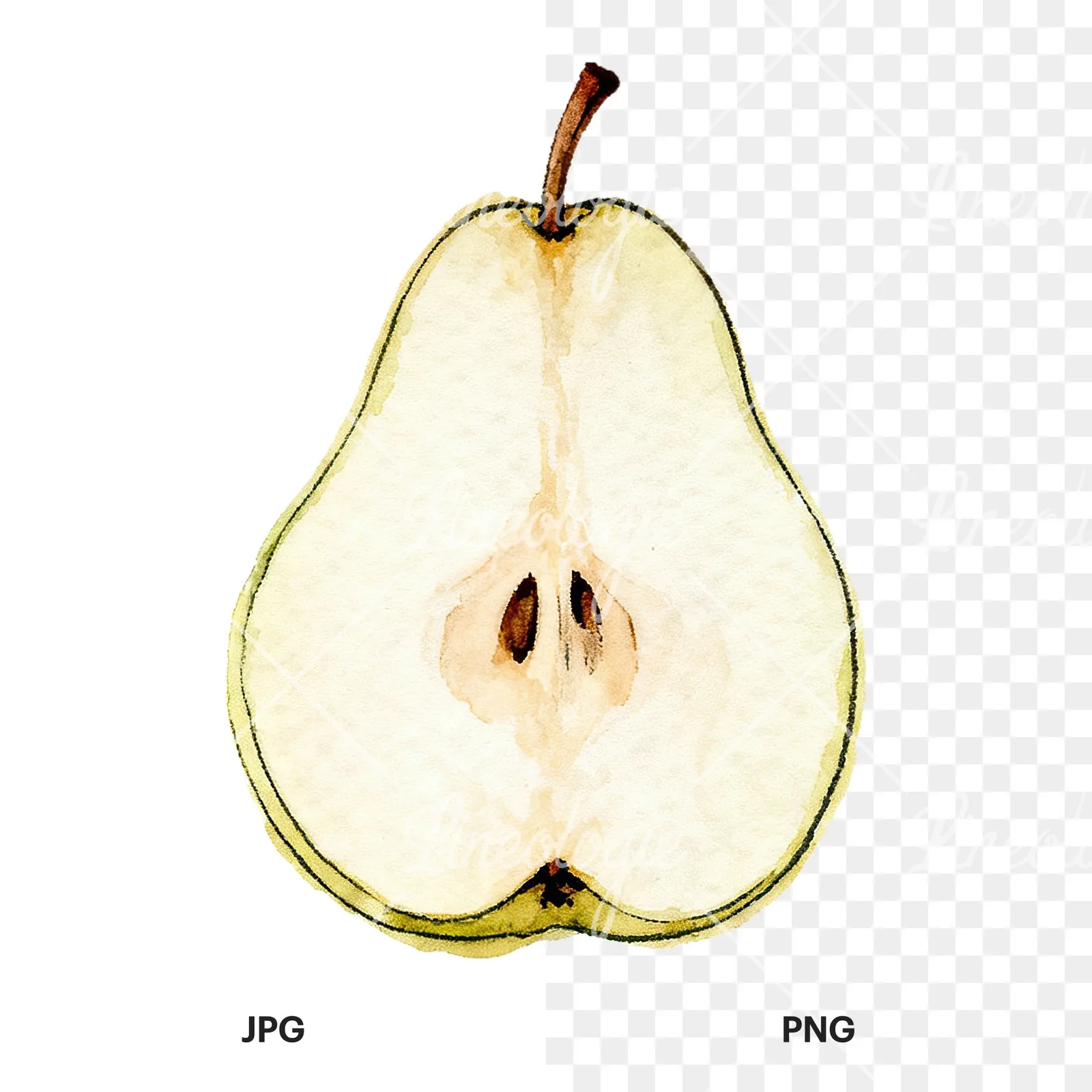 Watercolor green and gold pear clipart 7 of 9, as a JPG on white and a transparent PNG