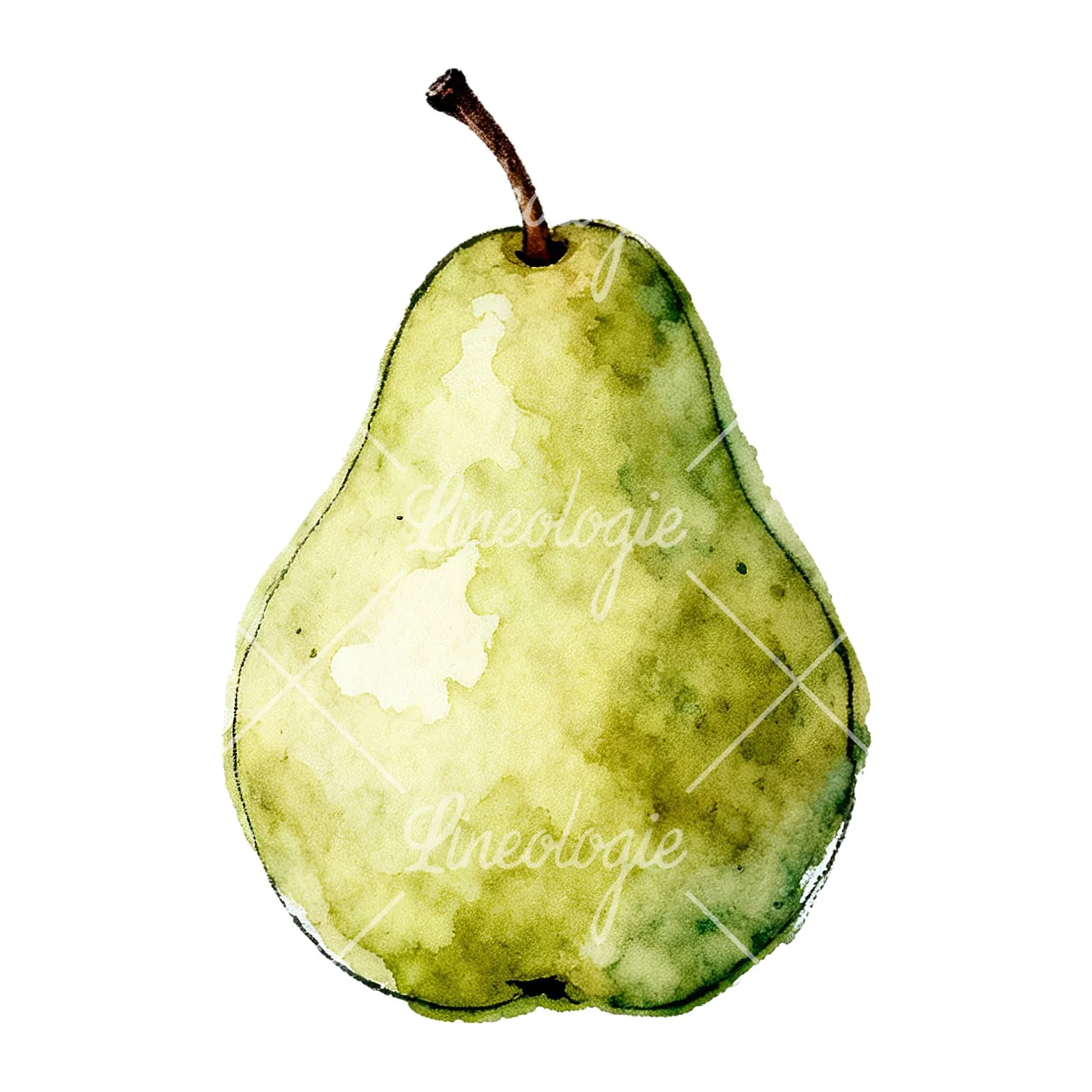 Watercolor green and gold pear clipart 8 of 9 on a white background (JPG)