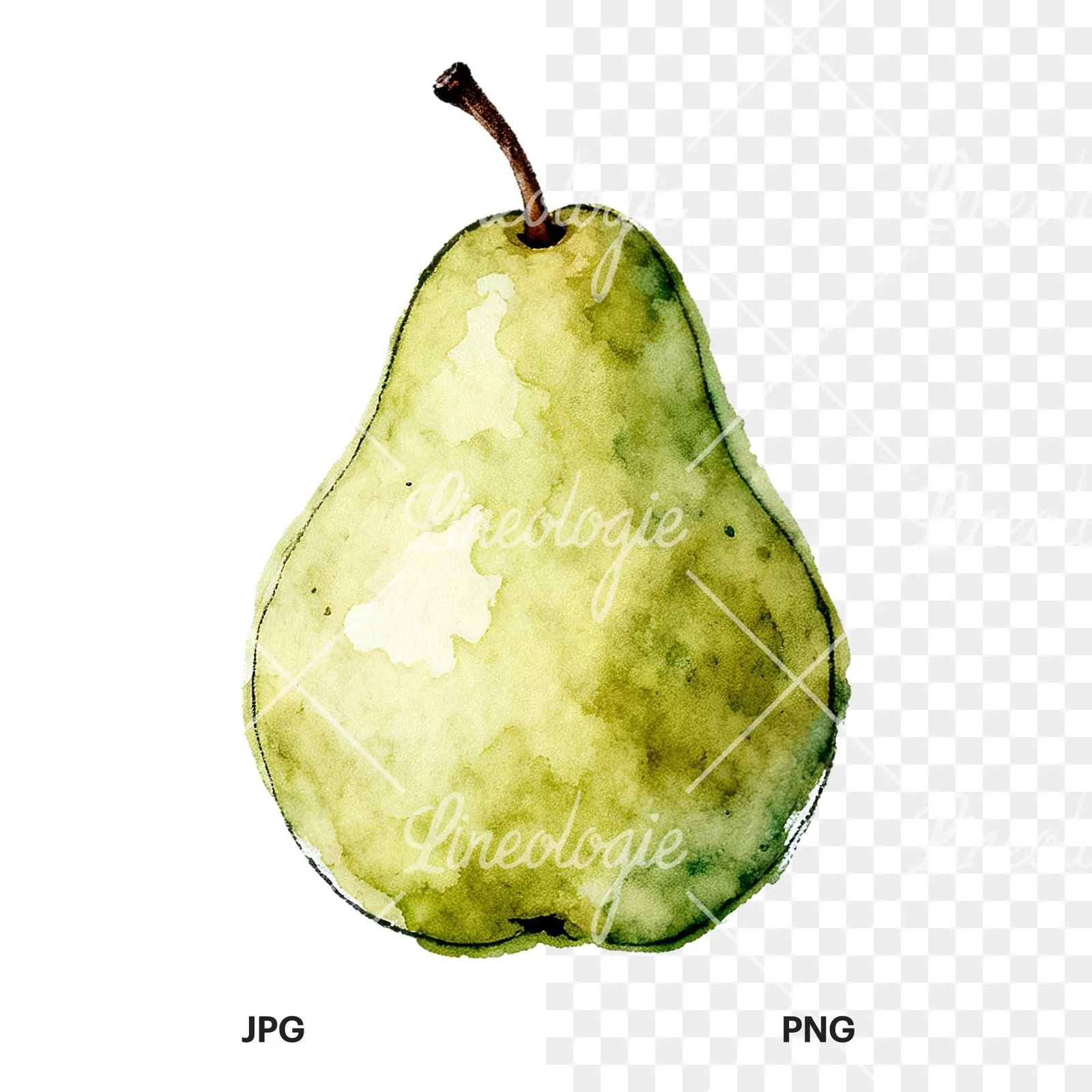 Watercolor green and gold pear clipart 8 of 9, as a JPG on white and a transparent PNG