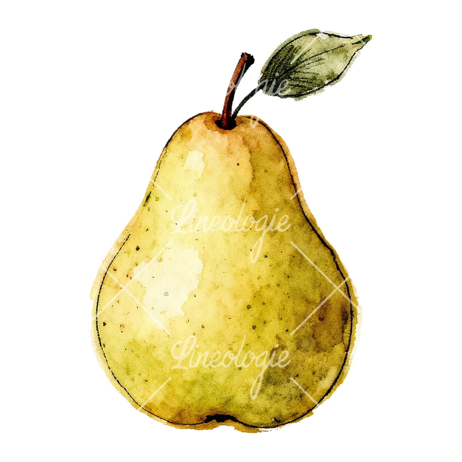 Watercolor green and gold pear clipart 9 of 9 on a white background (JPG)