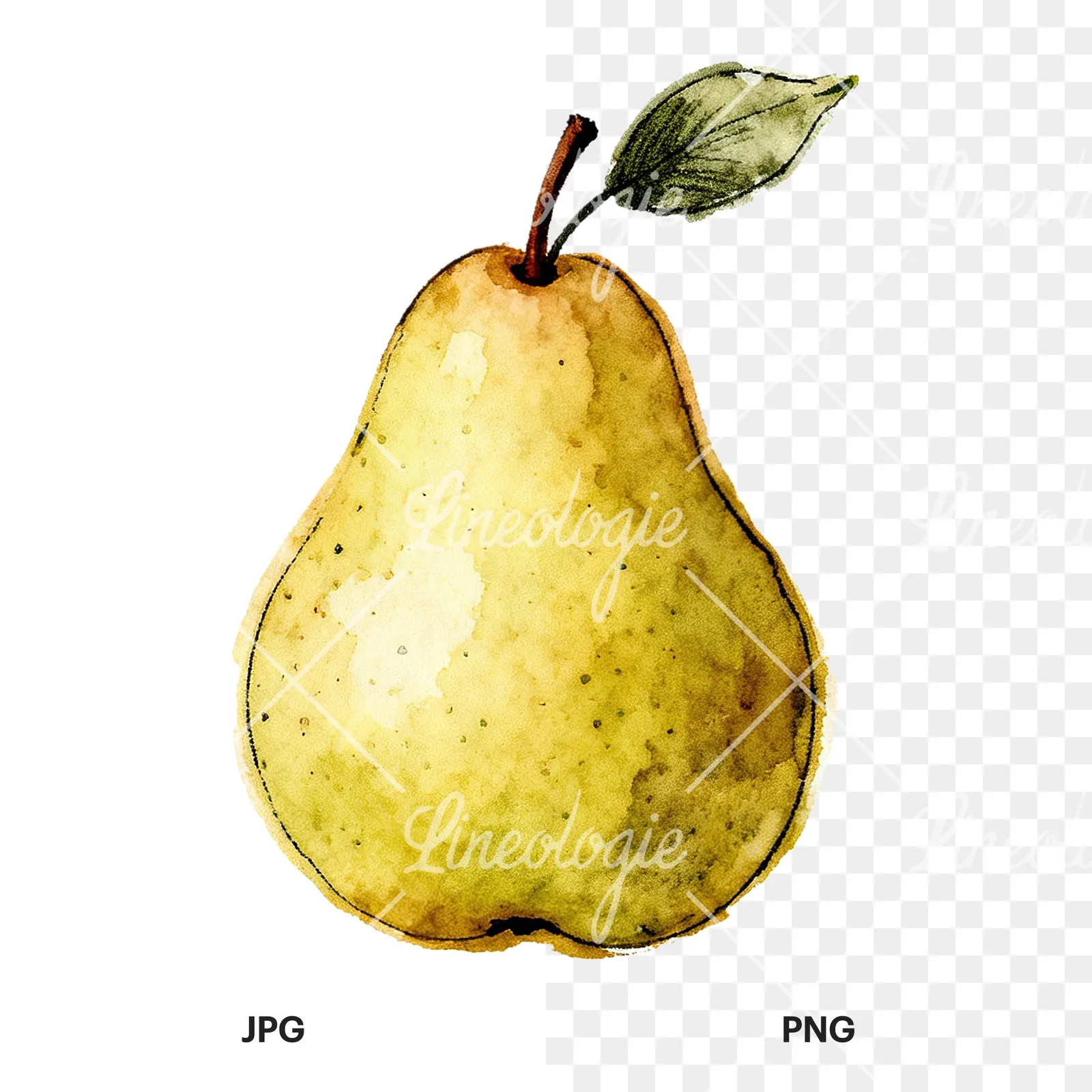 Watercolor green and gold pear clipart 9 of 9, as a JPG on white and a transparent PNG