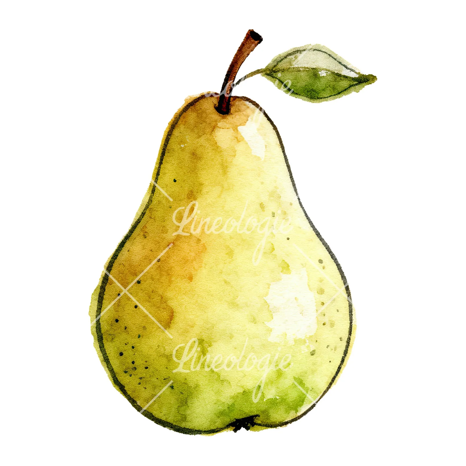 Watercolor pear fruit clipart 1 of 9 on a white background (JPG)
