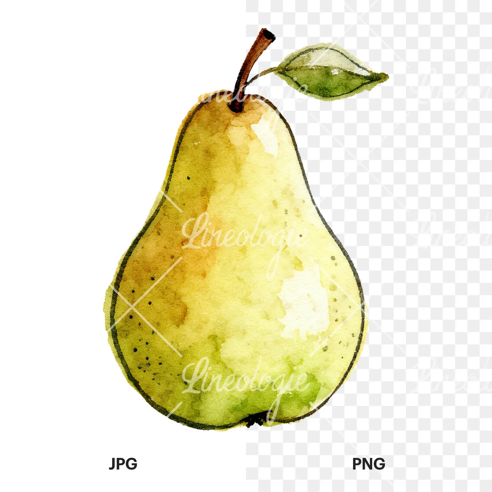 Watercolor pear fruit clipart 1 of 9, as a JPG on white and a transparent PNG