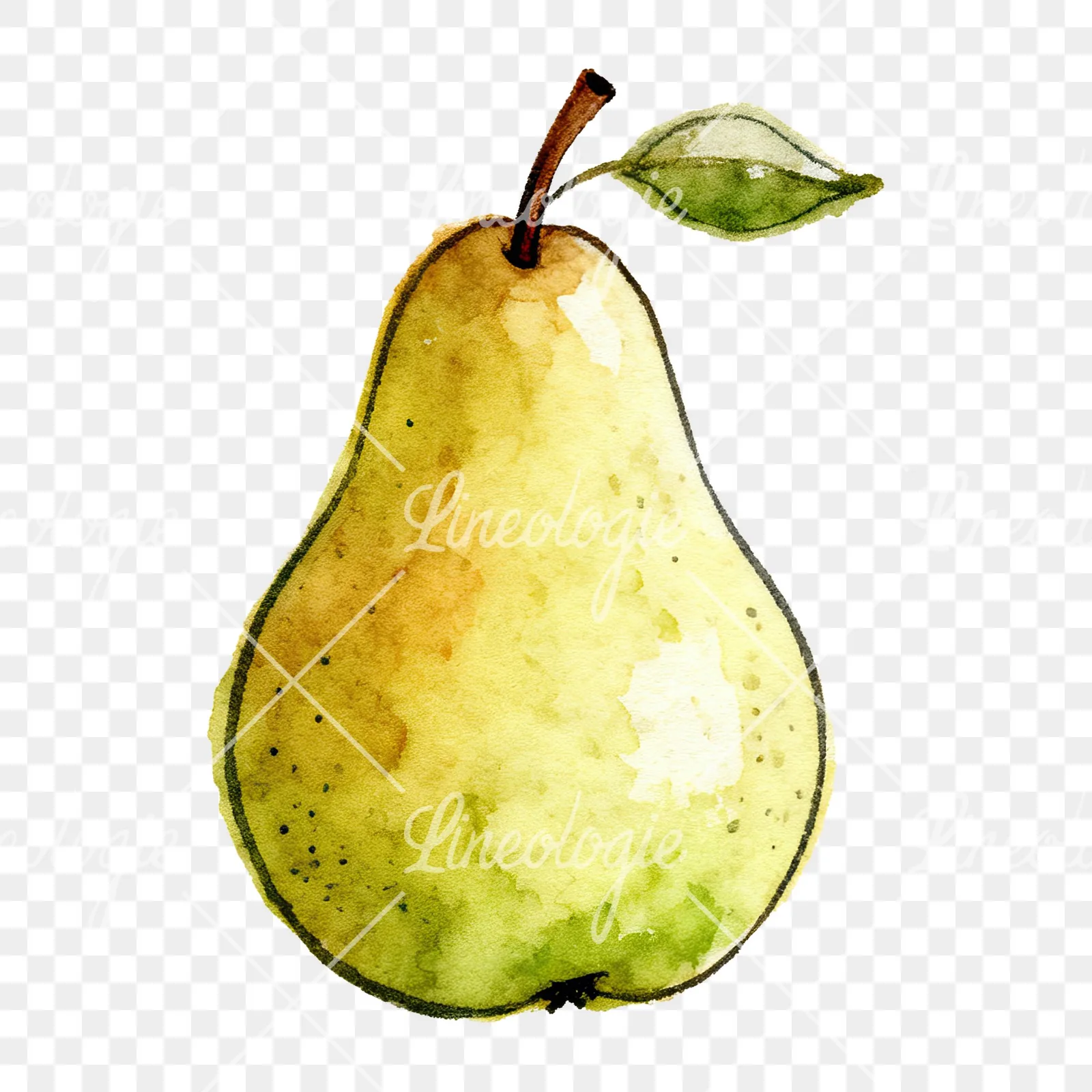 Watercolor pear fruit clipart 1 of 9 on a transparent background (PNG)