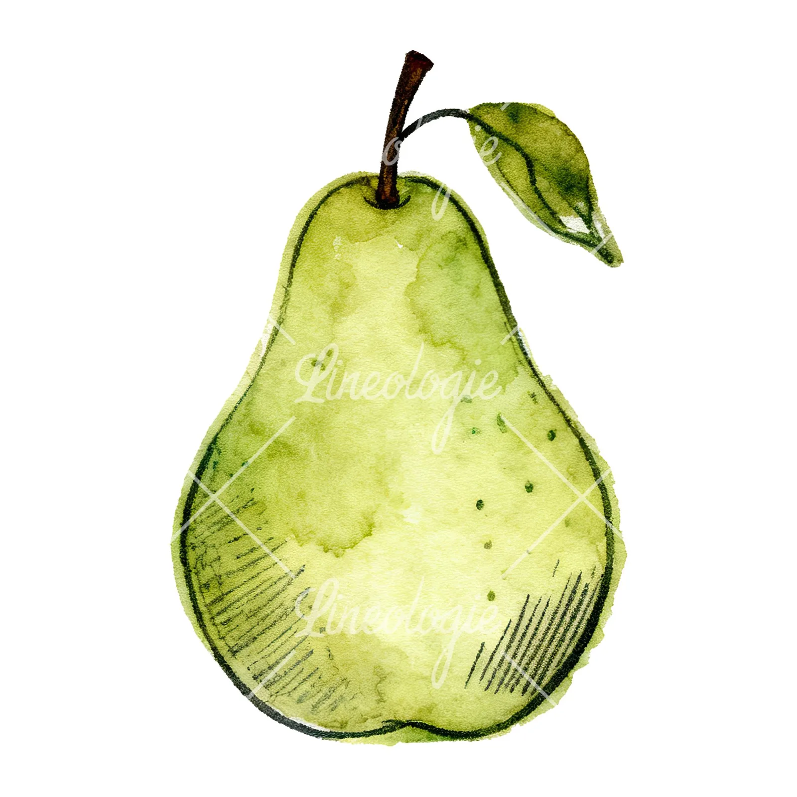 Watercolor pear fruit clipart 2 of 9 on a white background (JPG)