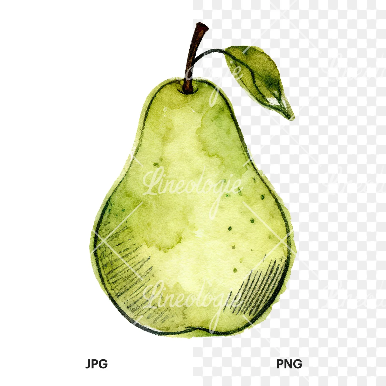 Watercolor pear fruit clipart 2 of 9, as a JPG on white and a transparent PNG