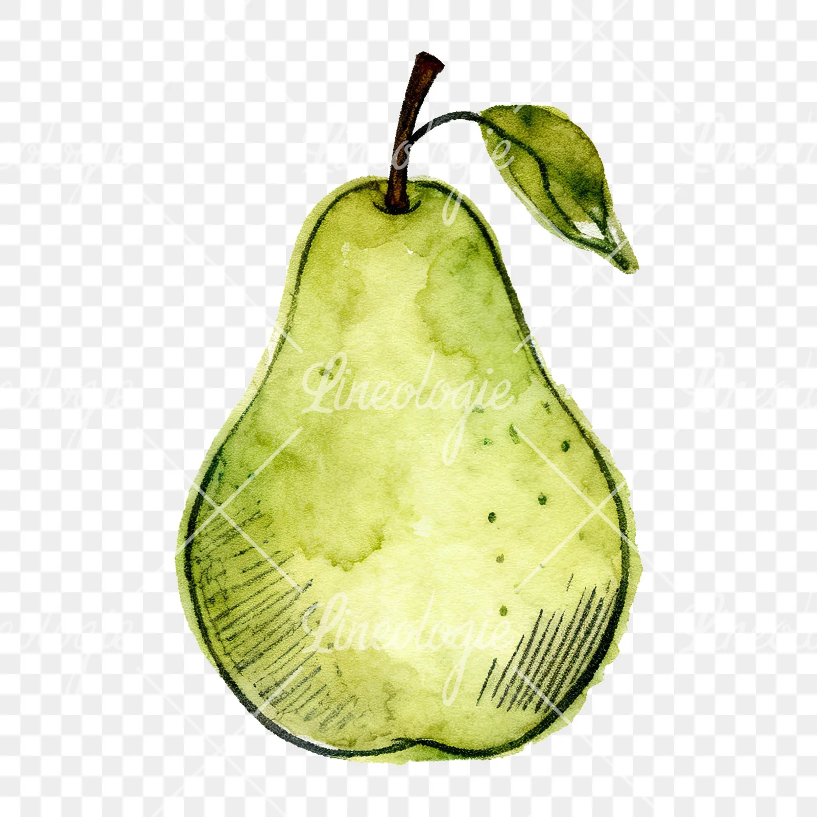 Watercolor pear fruit clipart 2 of 9 on a transparent background (PNG)