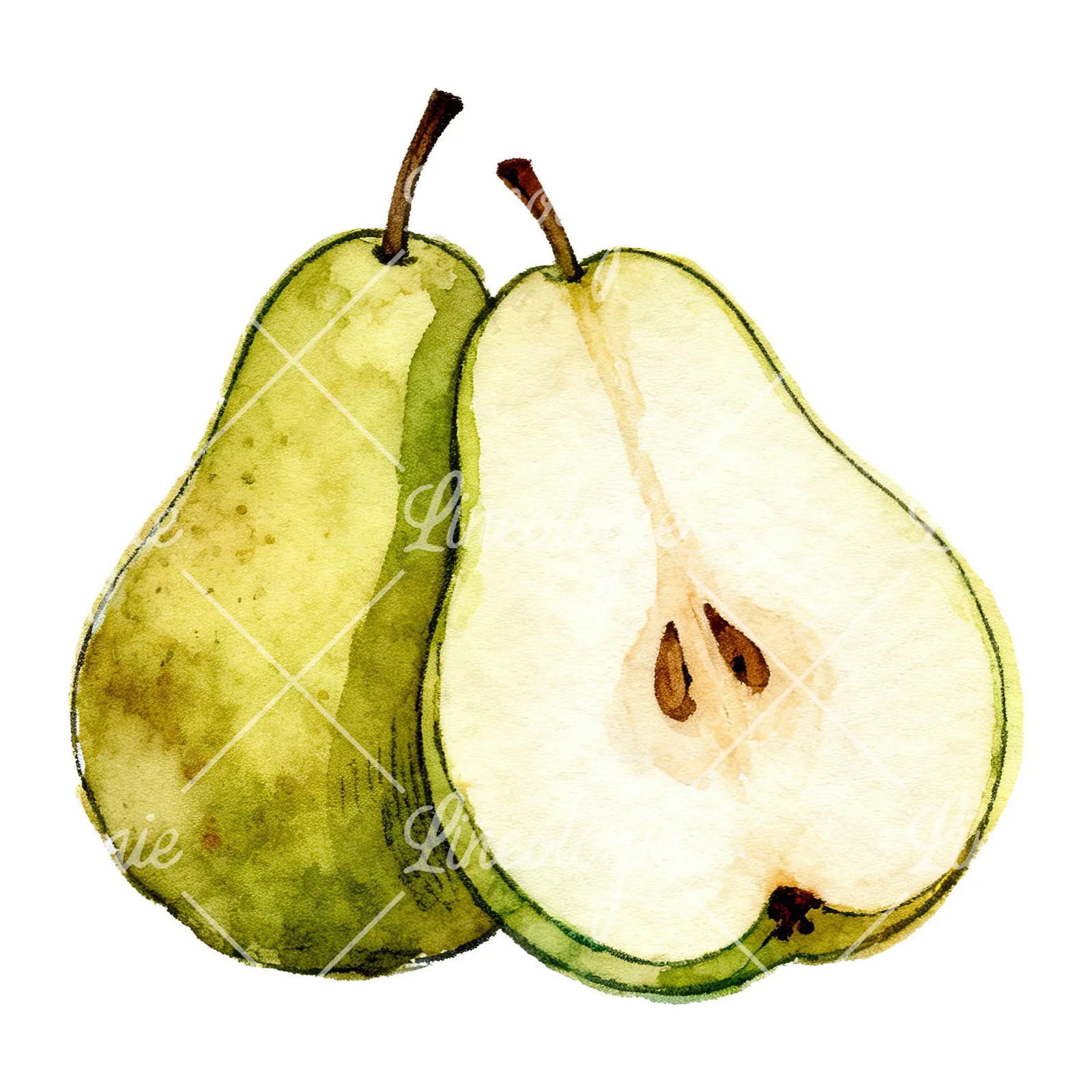 Watercolor pear fruit clipart 3 of 9 on a white background (JPG)