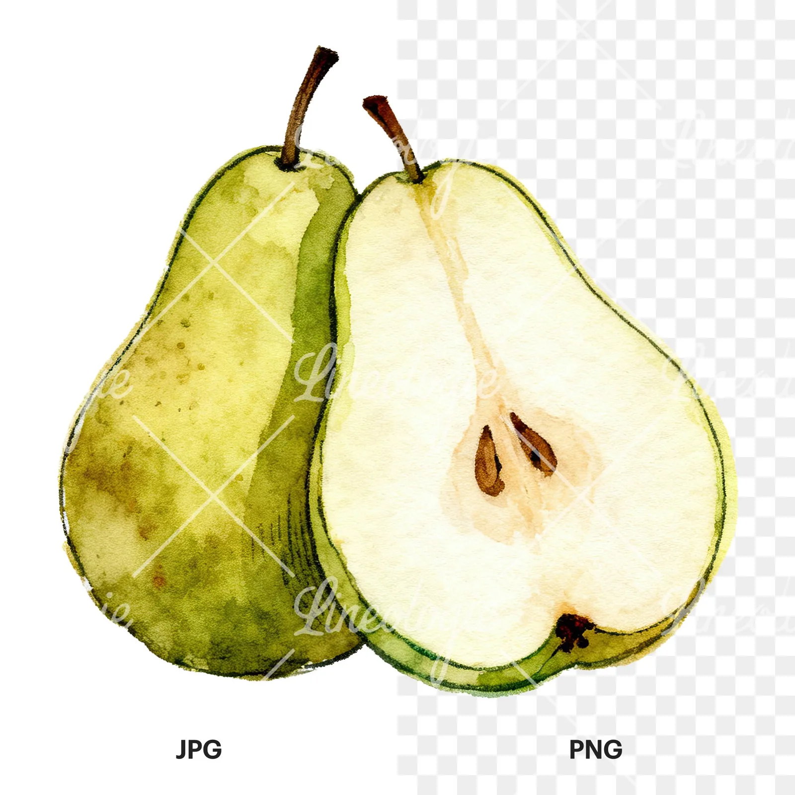 Watercolor pear fruit clipart 3 of 9, as a JPG on white and a transparent PNG
