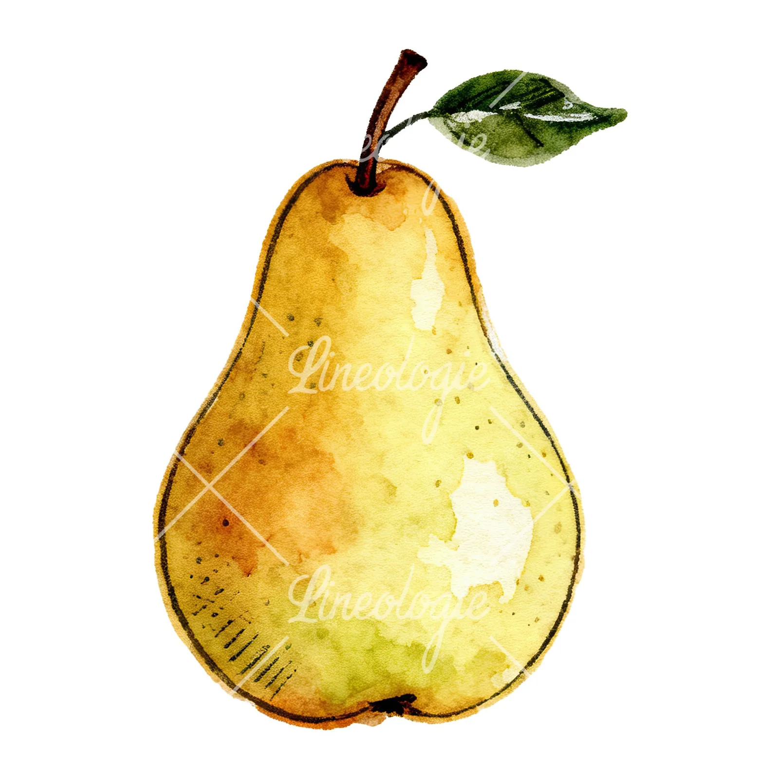 Watercolor pear fruit clipart 4 of 9 on a white background (JPG)