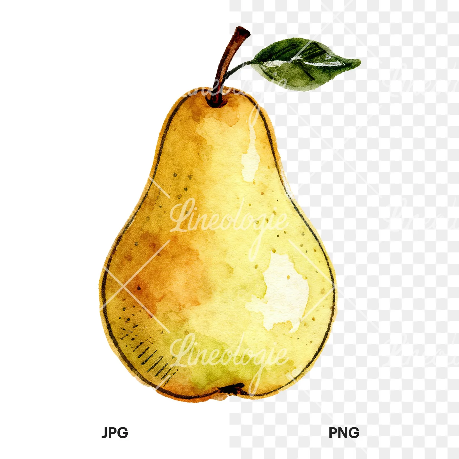 Watercolor pear fruit clipart 4 of 9, as a JPG on white and a transparent PNG