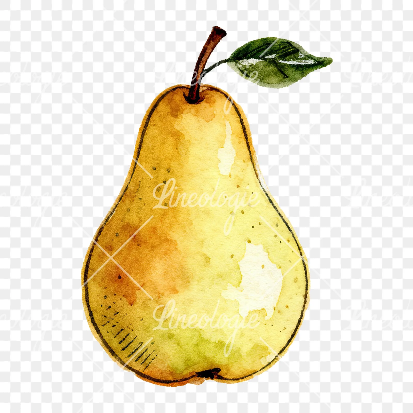 Watercolor pear fruit clipart 4 of 9 on a transparent background (PNG)