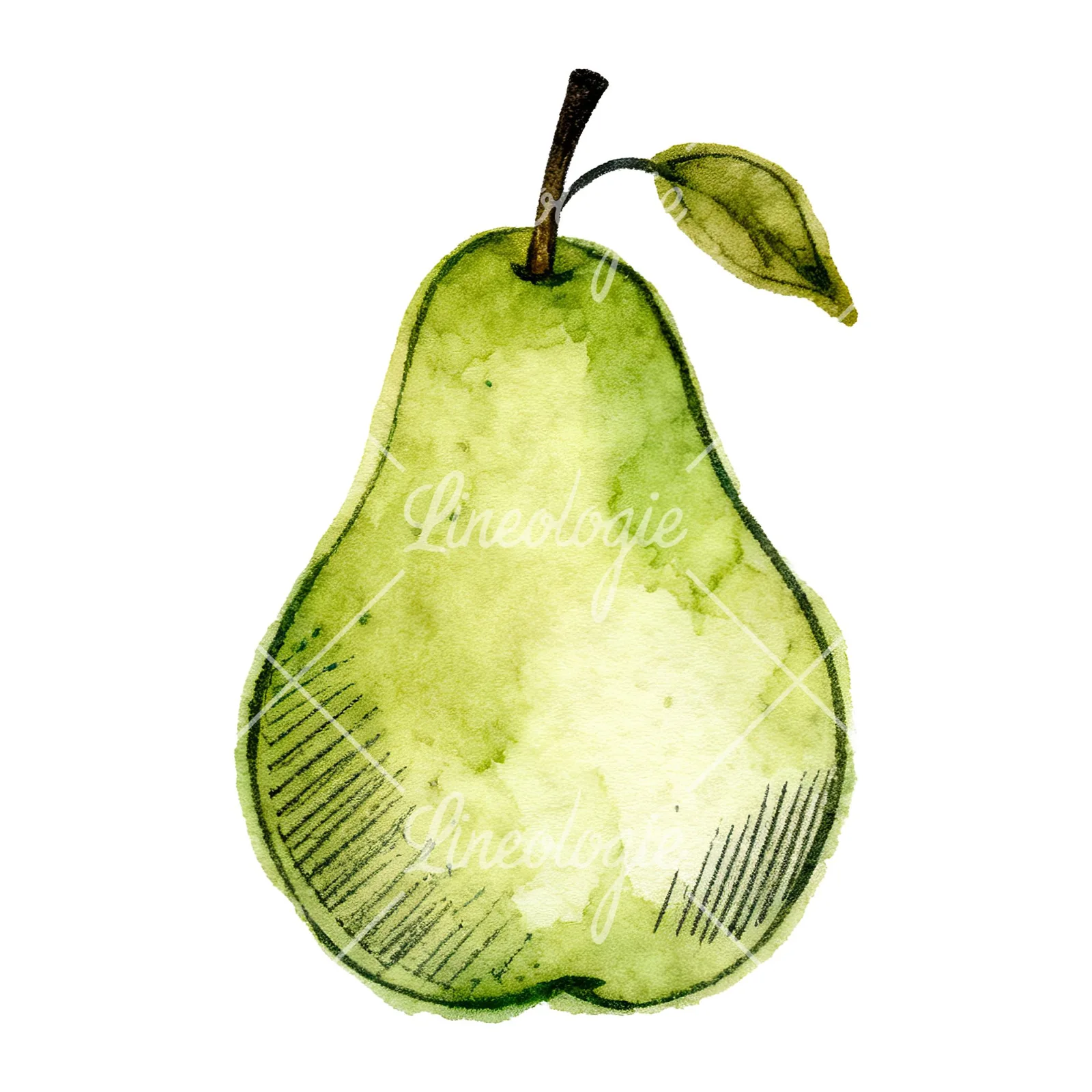 Watercolor pear fruit clipart 5 of 9 on a white background (JPG)