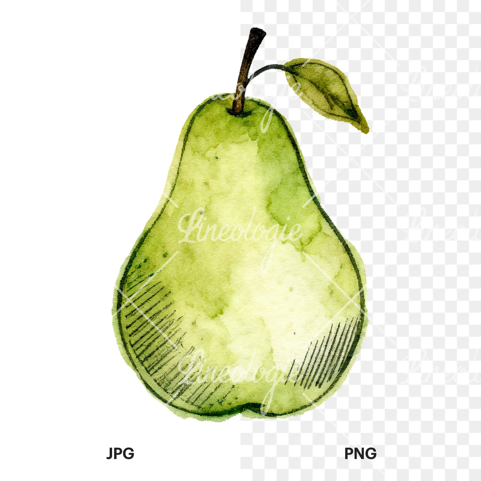Watercolor pear fruit clipart 5 of 9, as a JPG on white and a transparent PNG