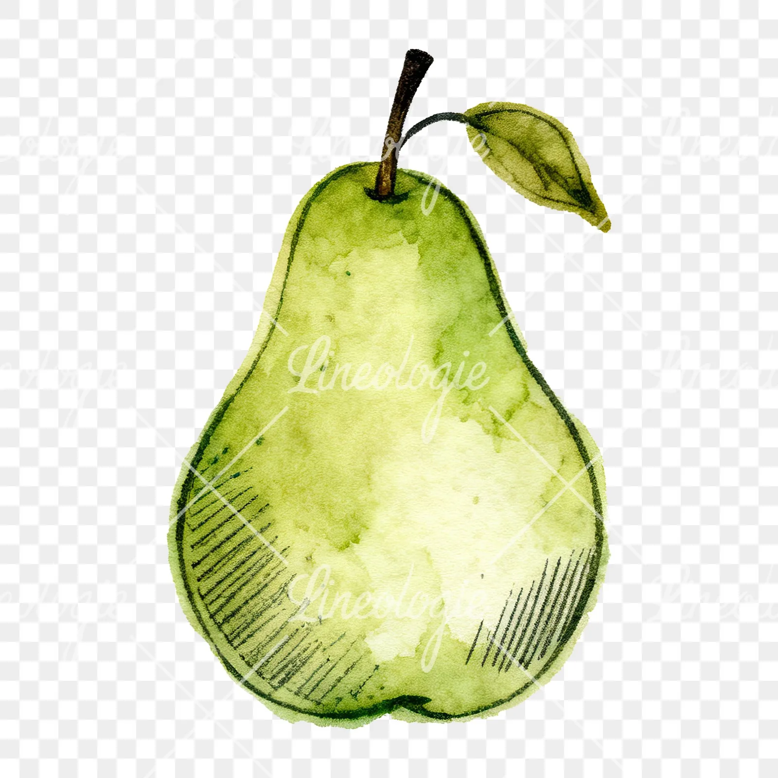 Watercolor pear fruit clipart 5 of 9 on a transparent background (PNG)