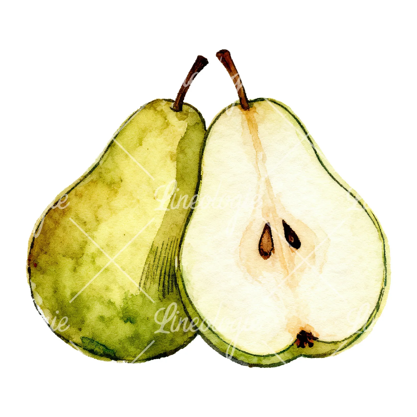 Watercolor pear fruit clipart 6 of 9 on a white background (JPG)