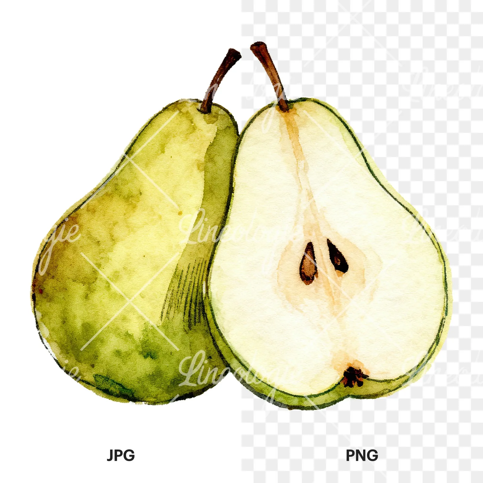 Watercolor pear fruit clipart 6 of 9, as a JPG on white and a transparent PNG