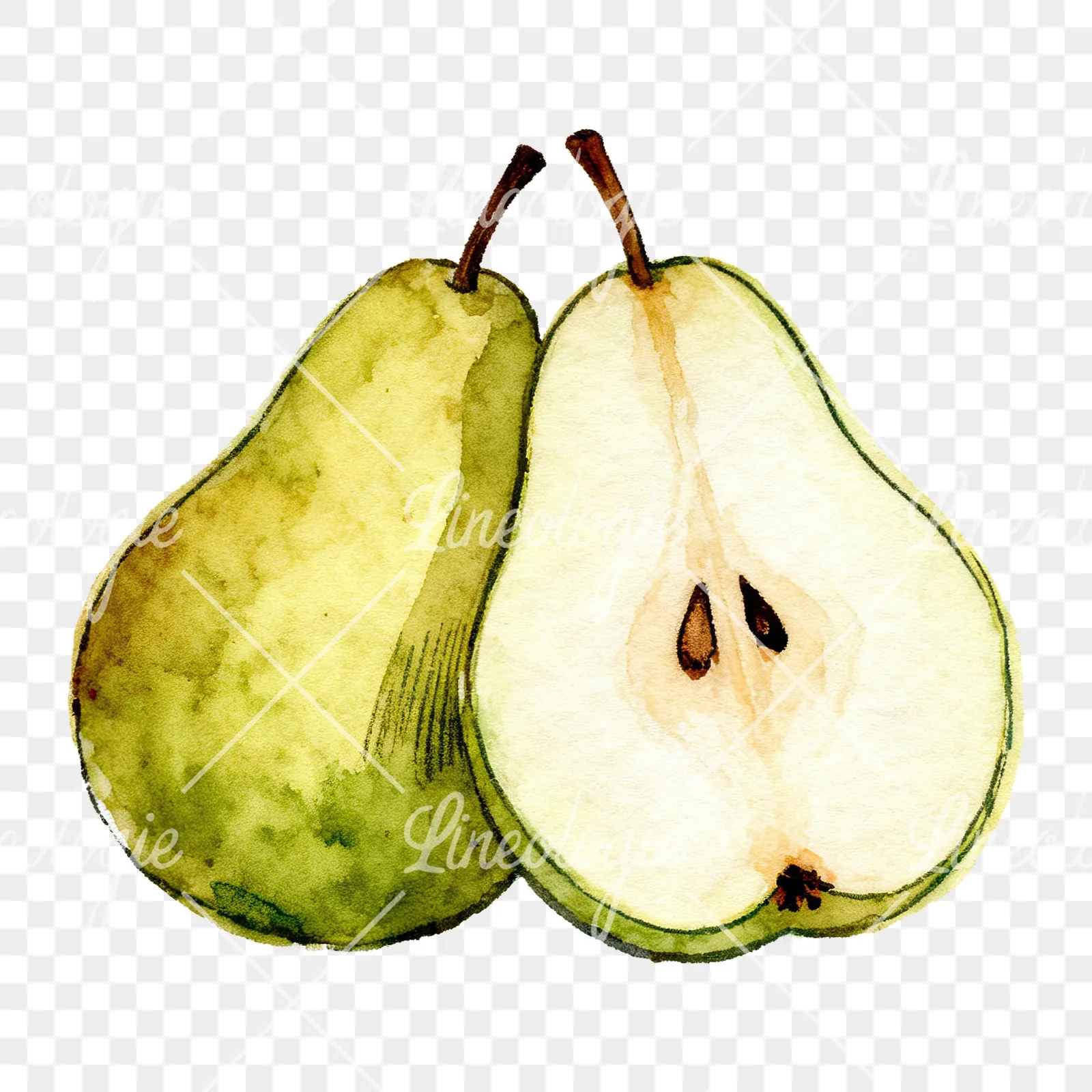 Watercolor pear fruit clipart 6 of 9 on a transparent background (PNG)