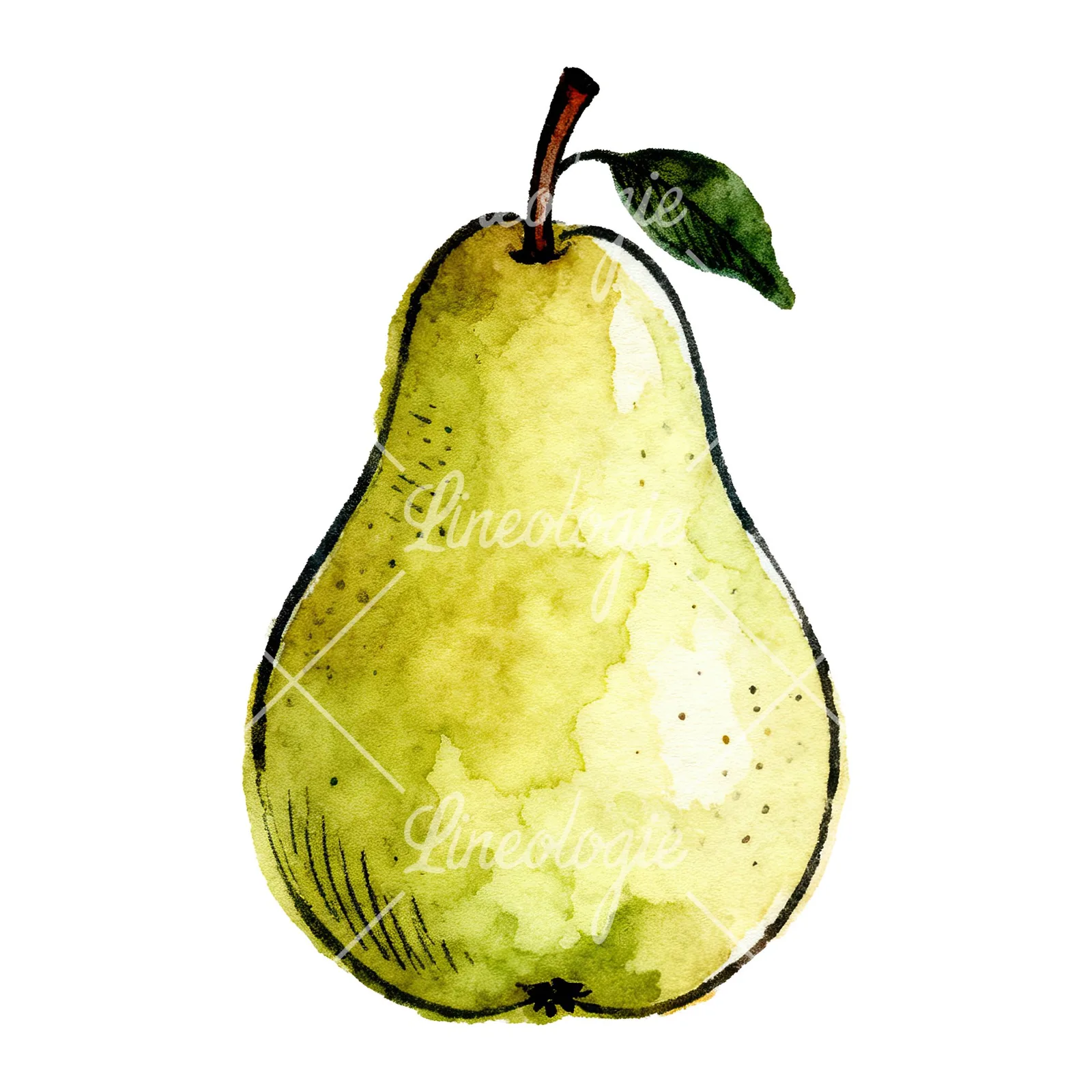 Watercolor pear fruit clipart 7 of 9 on a white background (JPG)