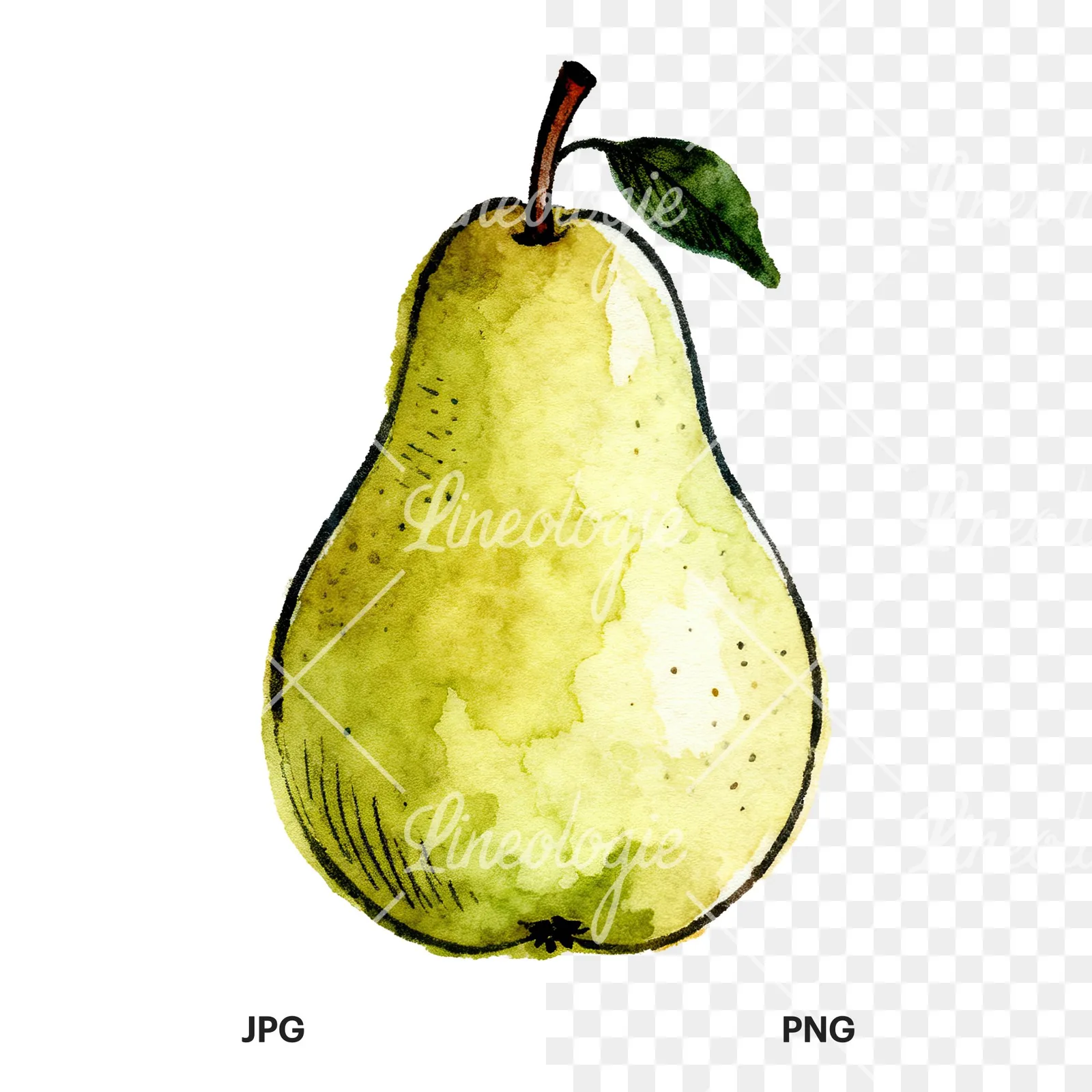 Watercolor pear fruit clipart 7 of 9, as a JPG on white and a transparent PNG
