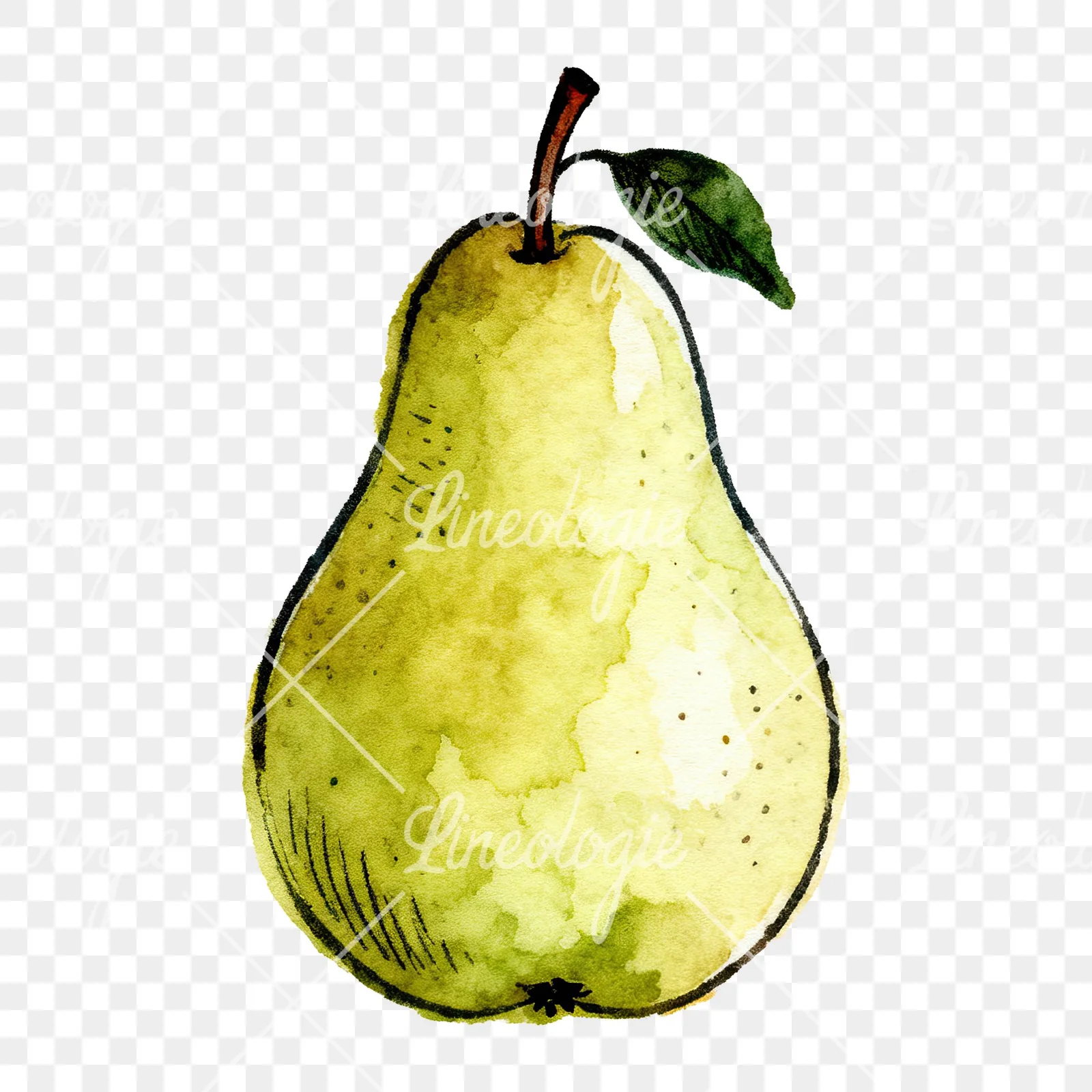 Watercolor pear fruit clipart 7 of 9 on a transparent background (PNG)