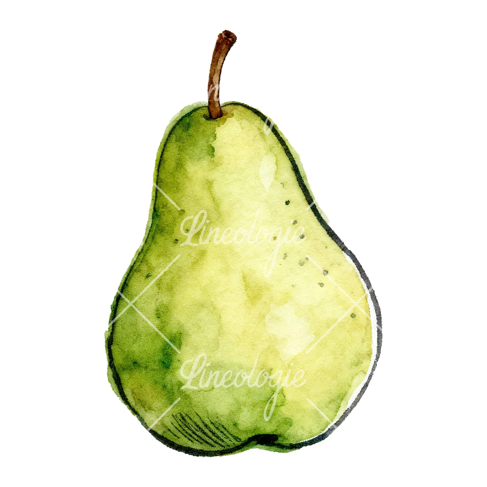 Watercolor pear fruit clipart 8 of 9 on a white background (JPG)