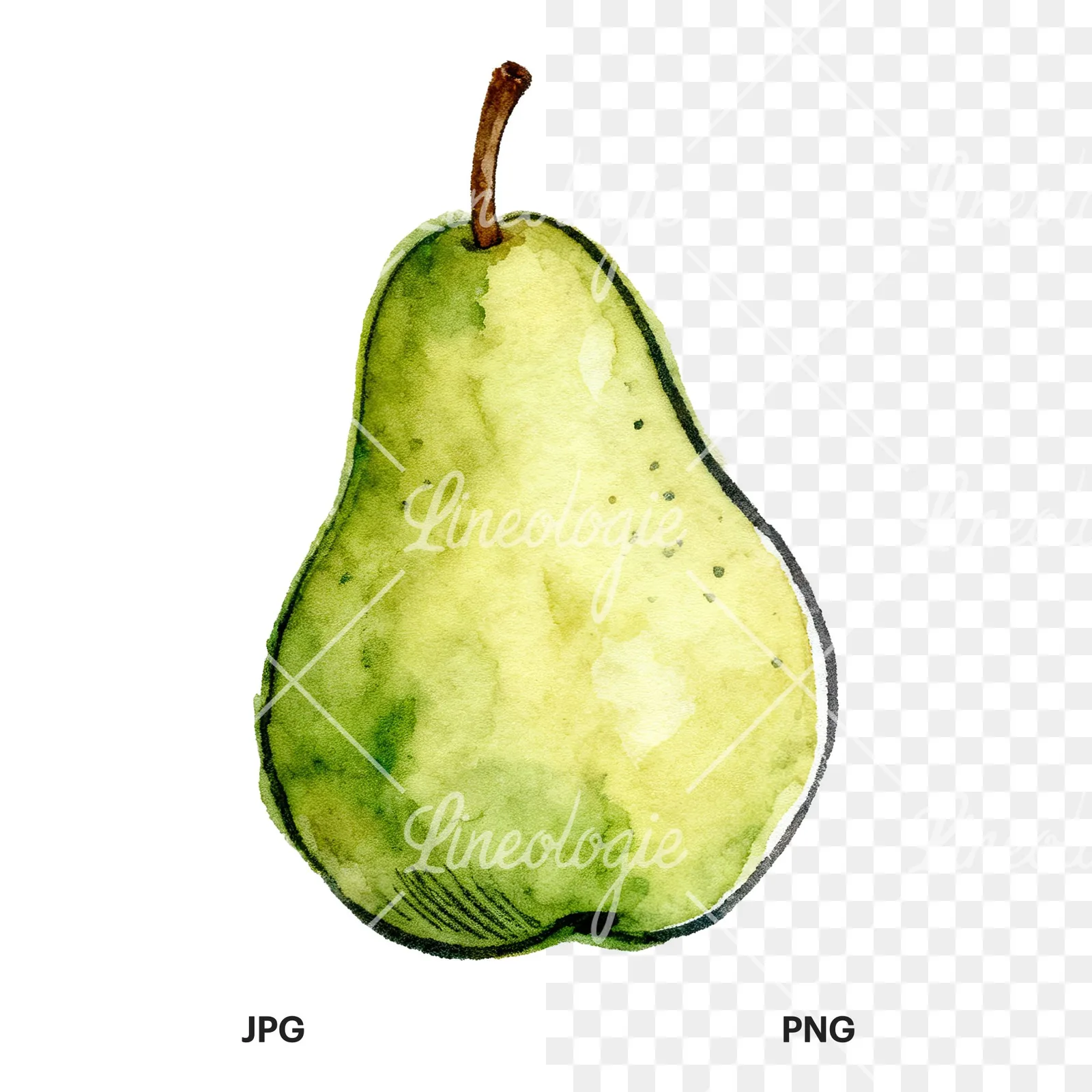 Watercolor pear fruit clipart 8 of 9, as a JPG on white and a transparent PNG