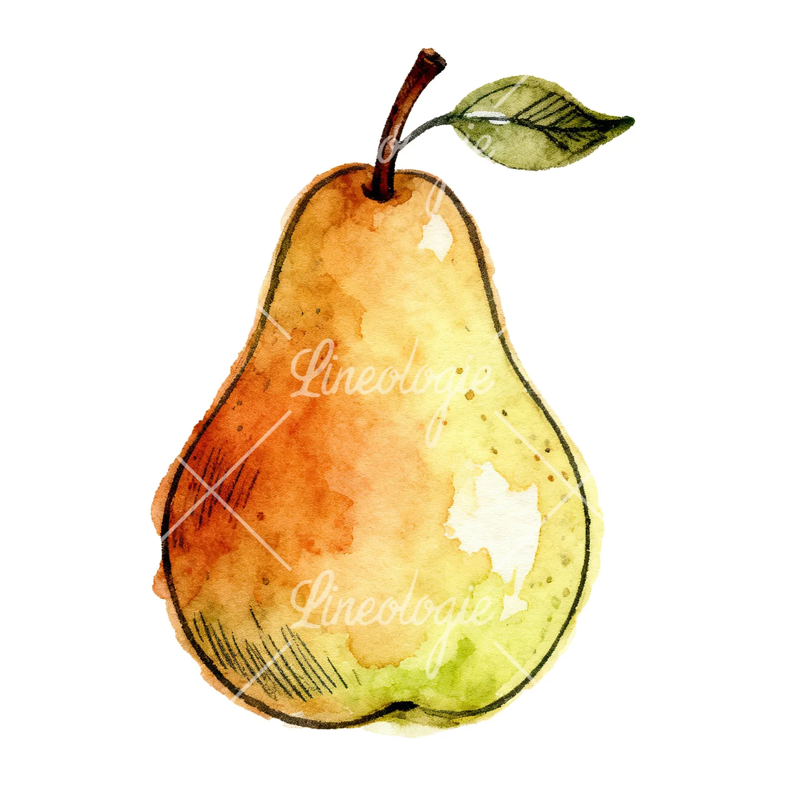 Watercolor pear fruit clipart 9 of 9 on a white background (JPG)