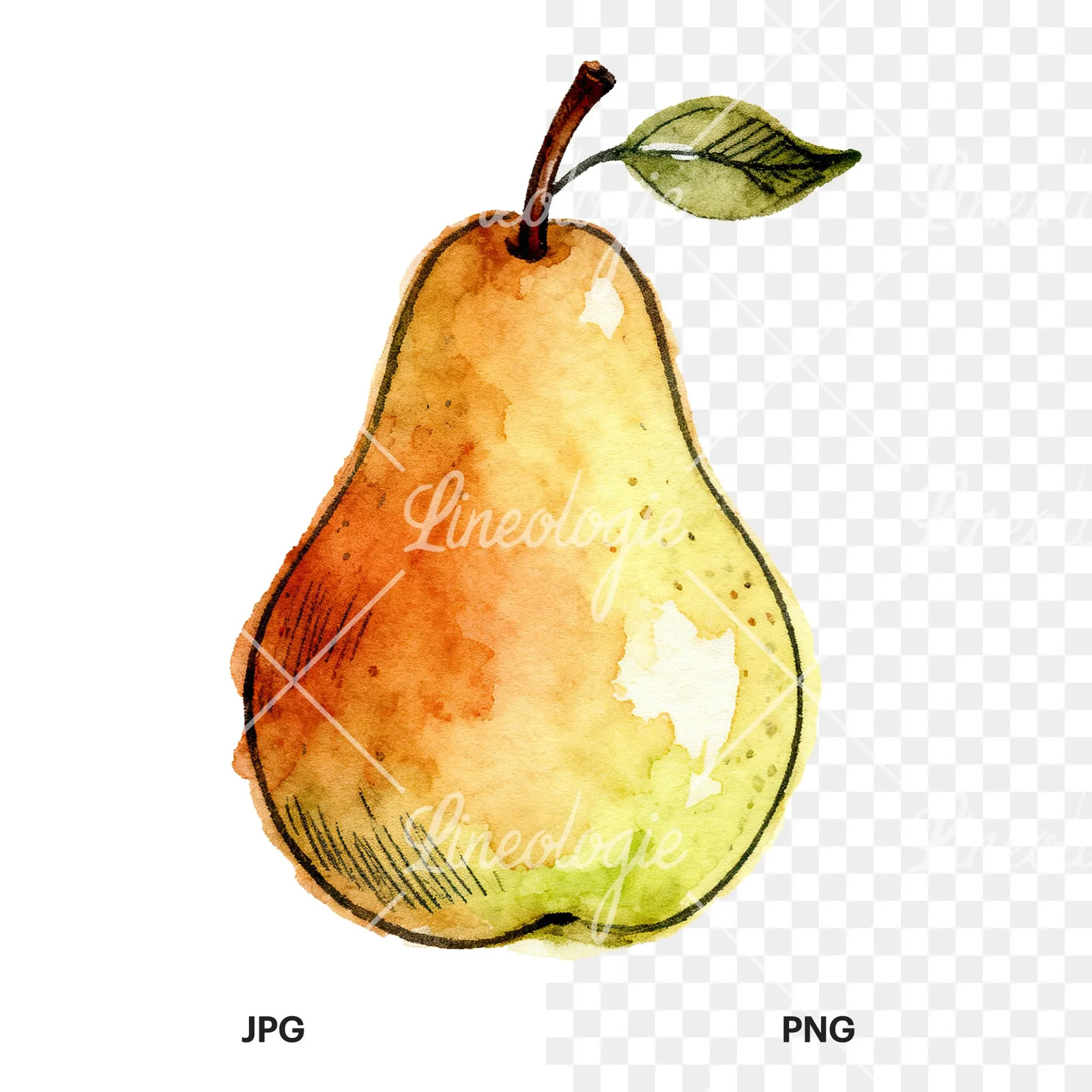 Watercolor pear fruit clipart 9 of 9, as a JPG on white and a transparent PNG