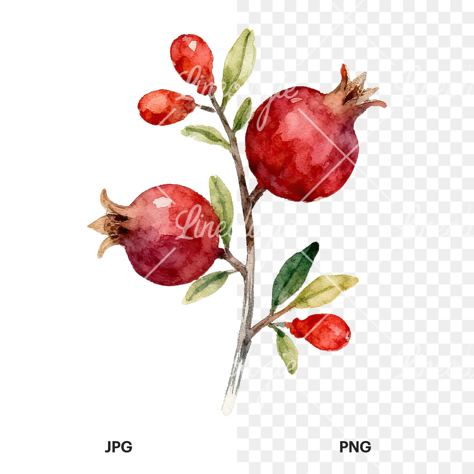Watercolor pomegranate branch clipart 1 of 9, as a JPG on white and a transparent PNG