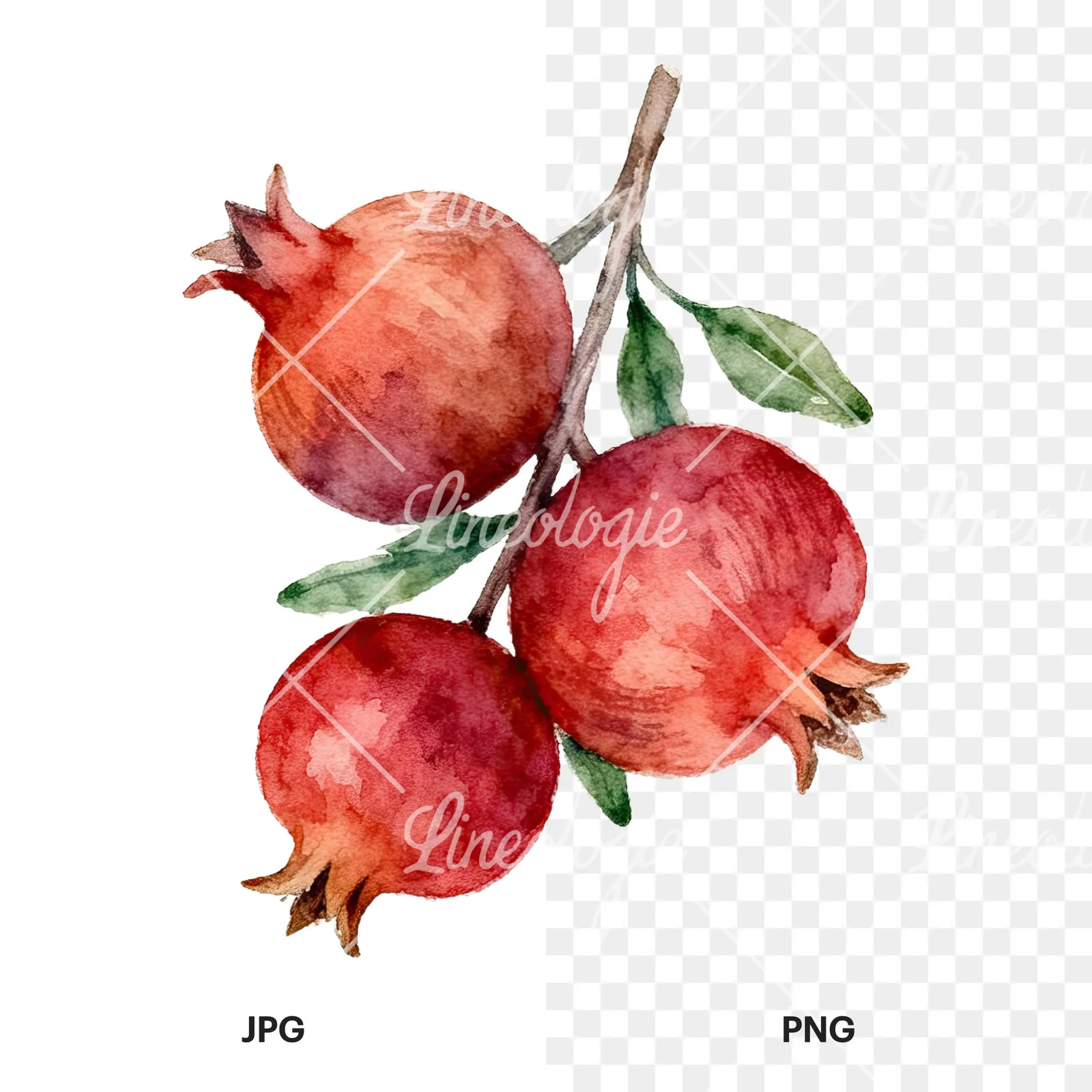 Watercolor pomegranate branch clipart 2 of 9, as a JPG on white and a transparent PNG