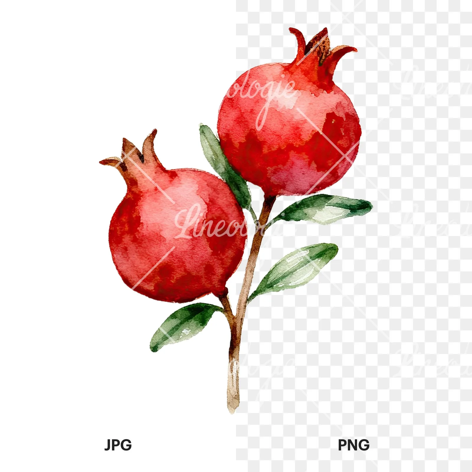 Watercolor pomegranate branch clipart 3 of 9, as a JPG on white and a transparent PNG