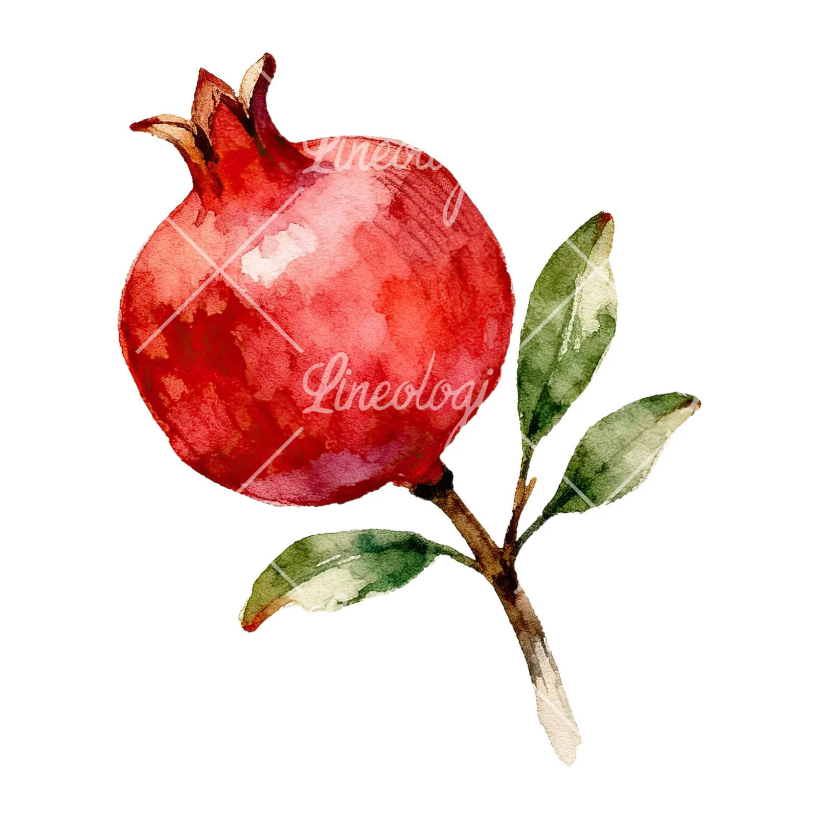 Watercolor pomegranate branch clipart 4 of 9 on a white background (JPG)