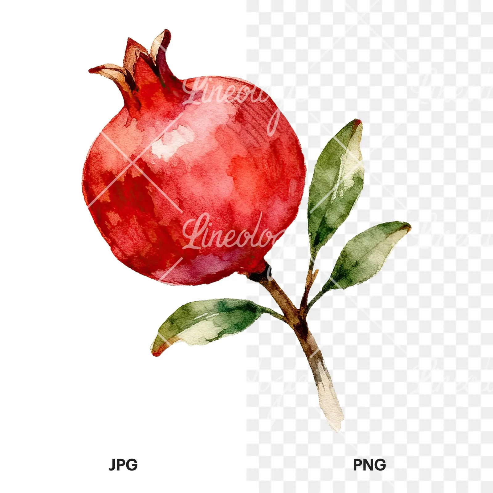 Watercolor pomegranate branch clipart 4 of 9, as a JPG on white and a transparent PNG