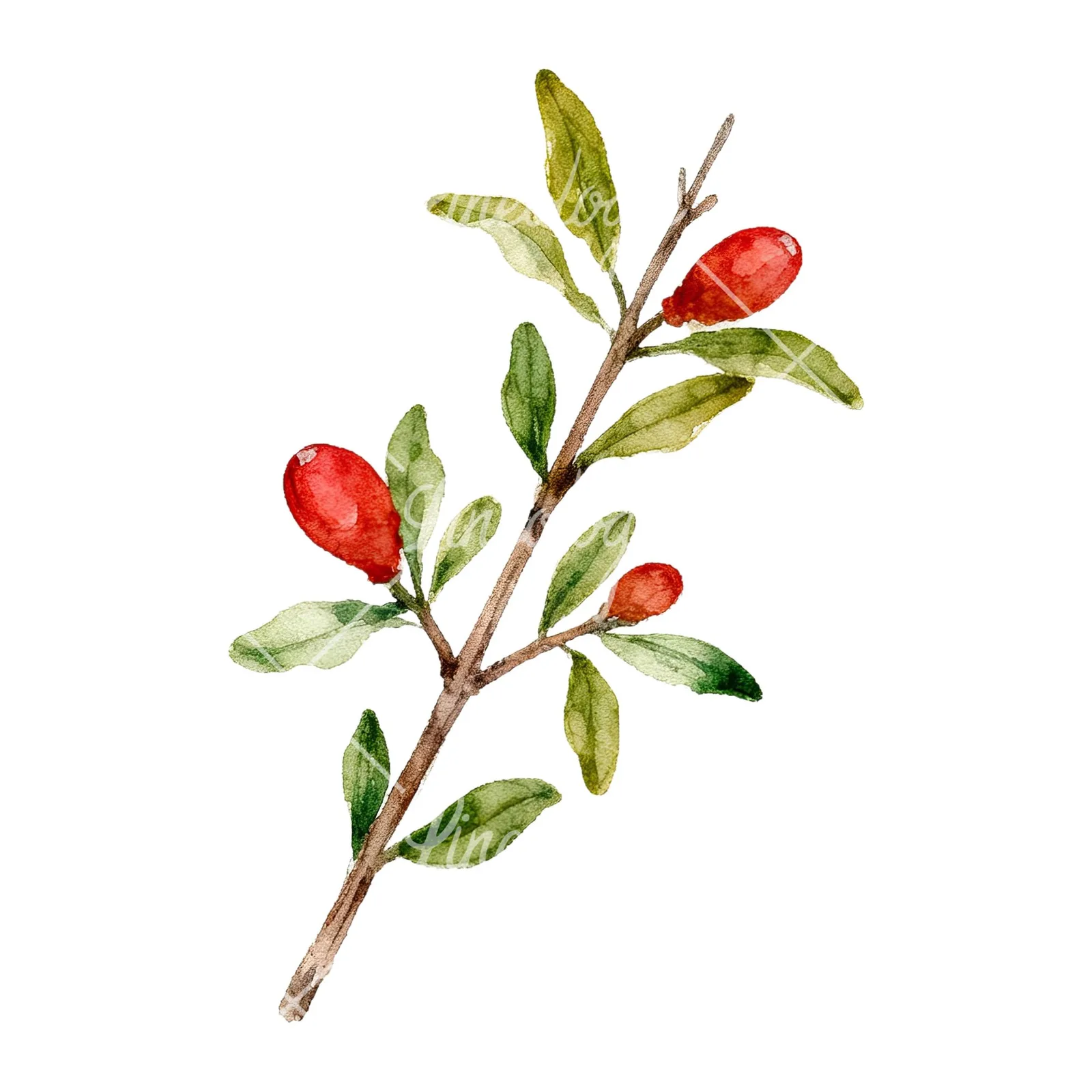 Watercolor pomegranate branch clipart 5 of 9 on a white background (JPG)
