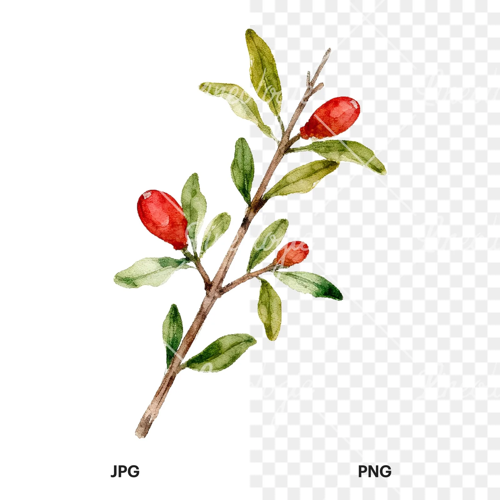 Watercolor pomegranate branch clipart 5 of 9, as a JPG on white and a transparent PNG