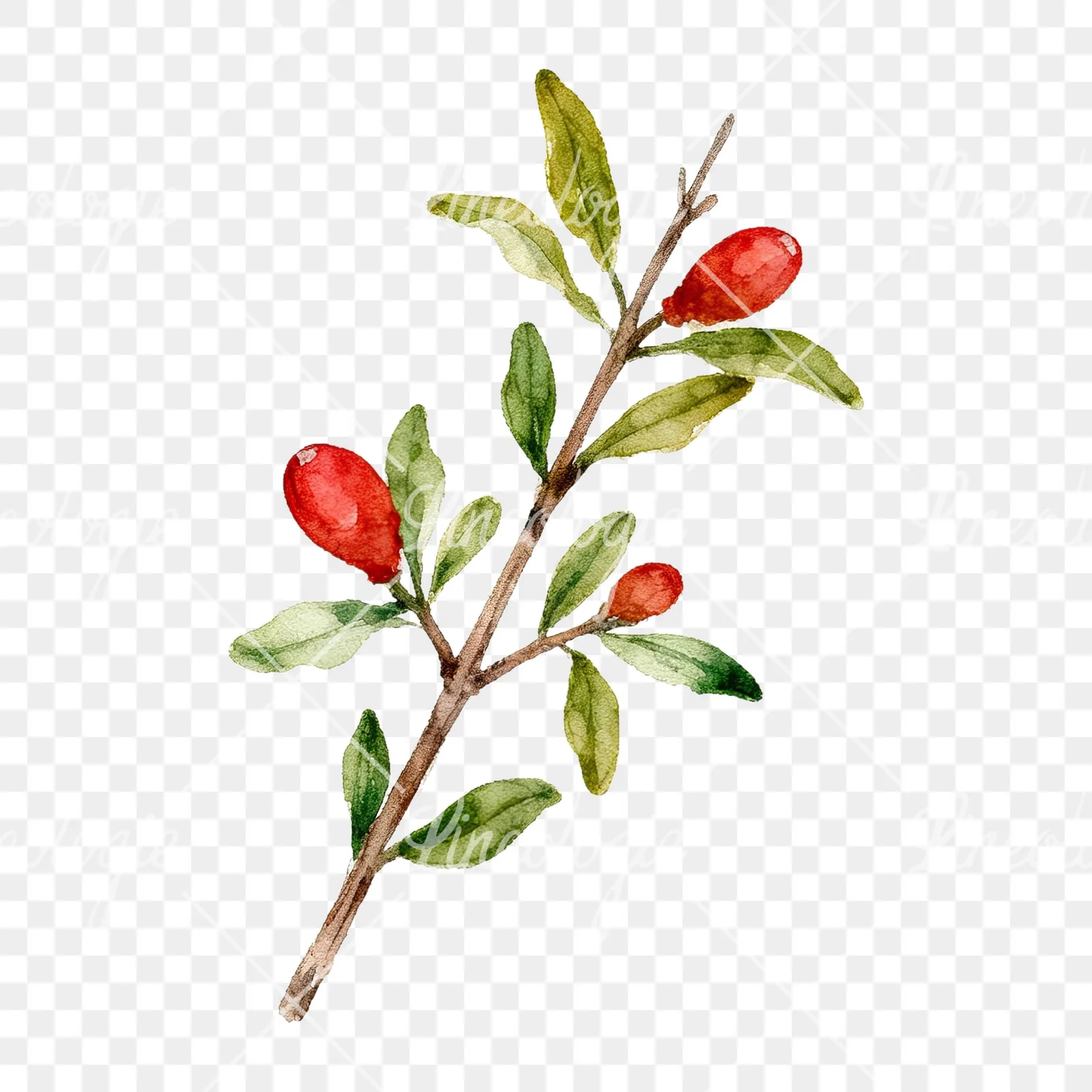 Watercolor pomegranate branch clipart 5 of 9 on a transparent background (PNG)