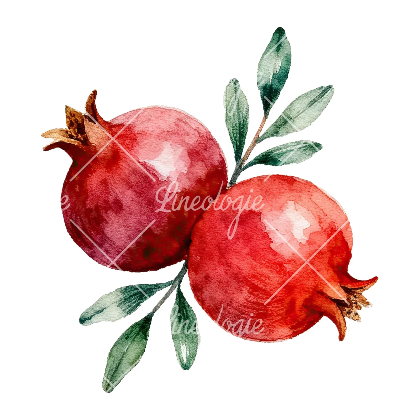 Watercolor pomegranate branch clipart 6 of 9 on a white background (JPG)