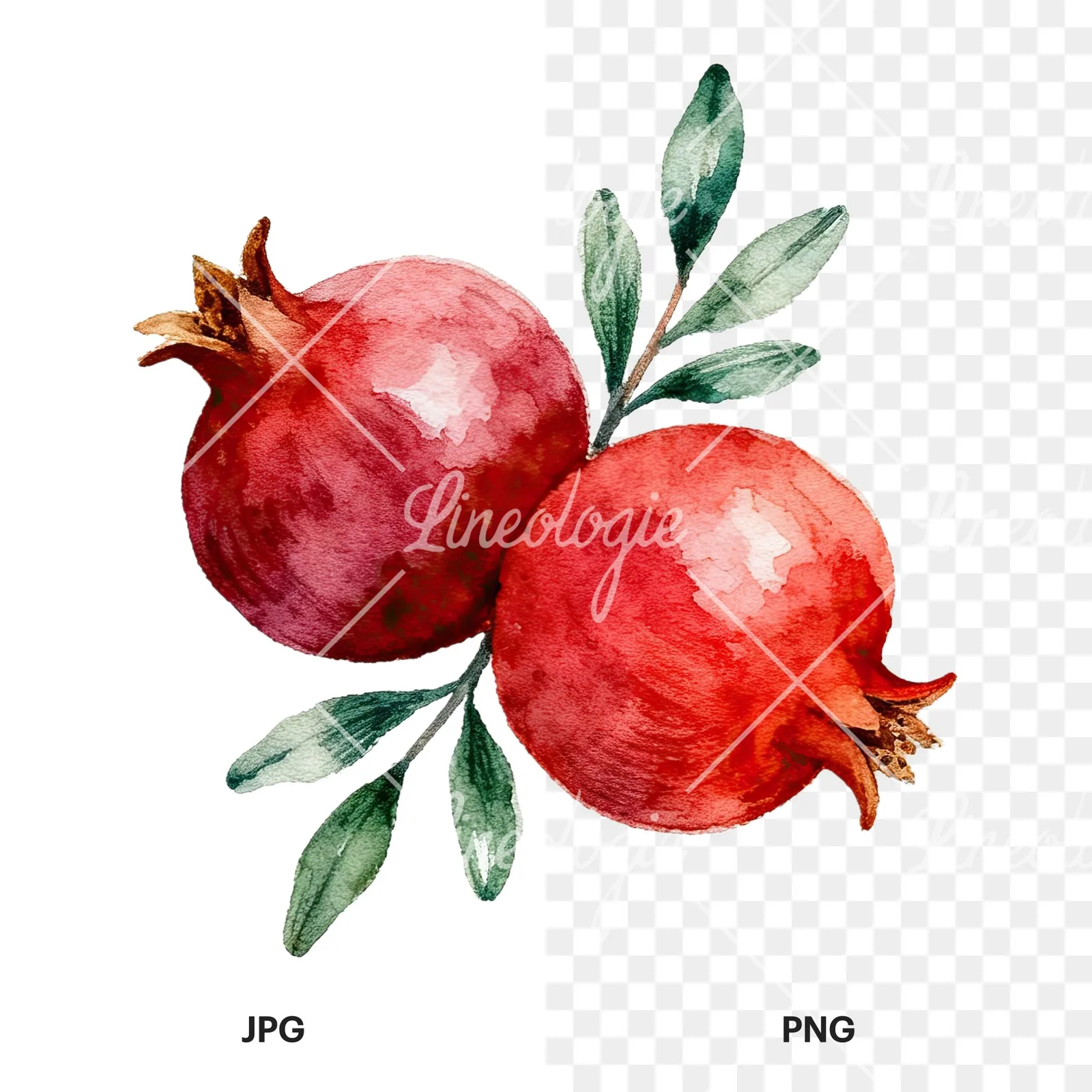 Watercolor pomegranate branch clipart 6 of 9, as a JPG on white and a transparent PNG