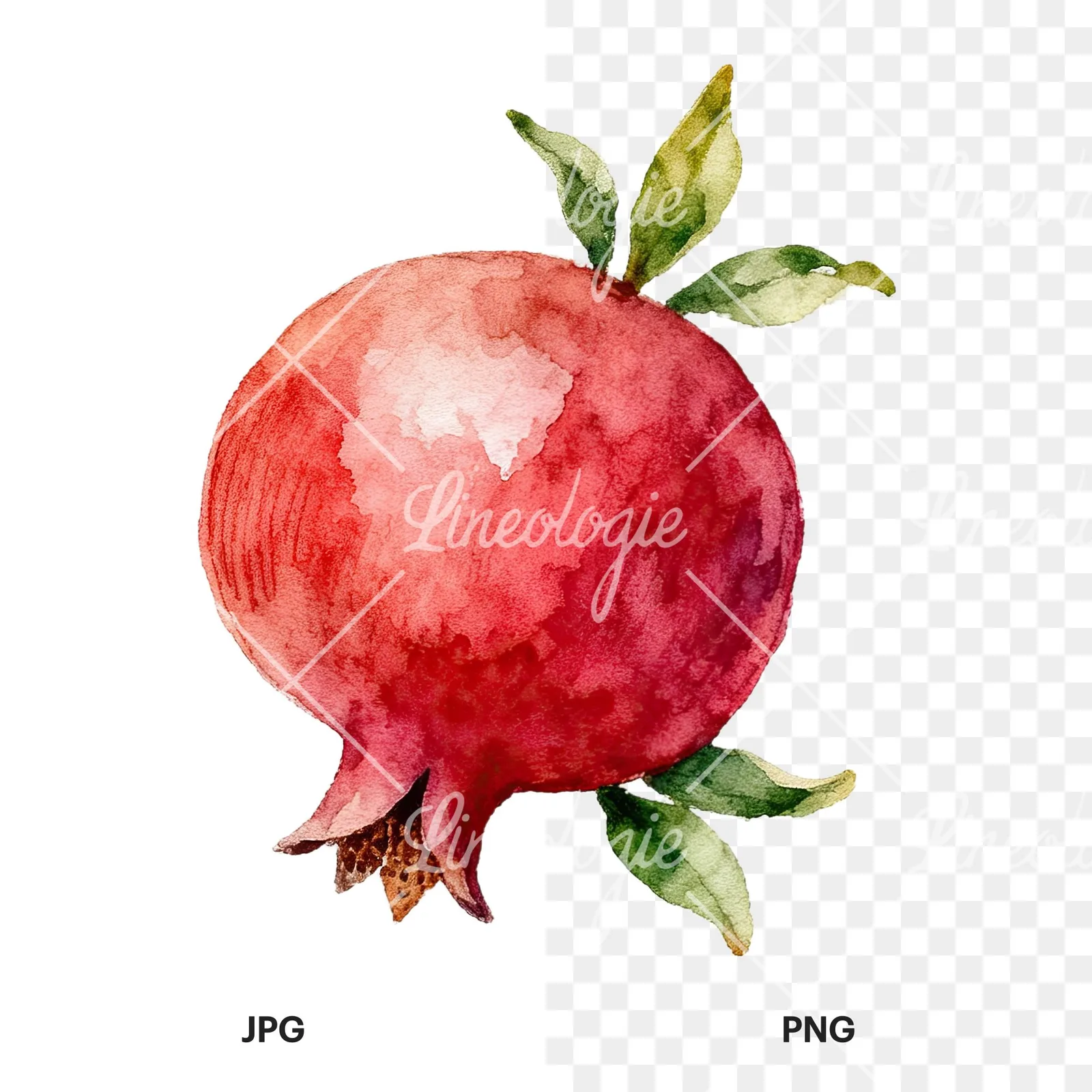 Watercolor pomegranate branch clipart 7 of 9, as a JPG on white and a transparent PNG