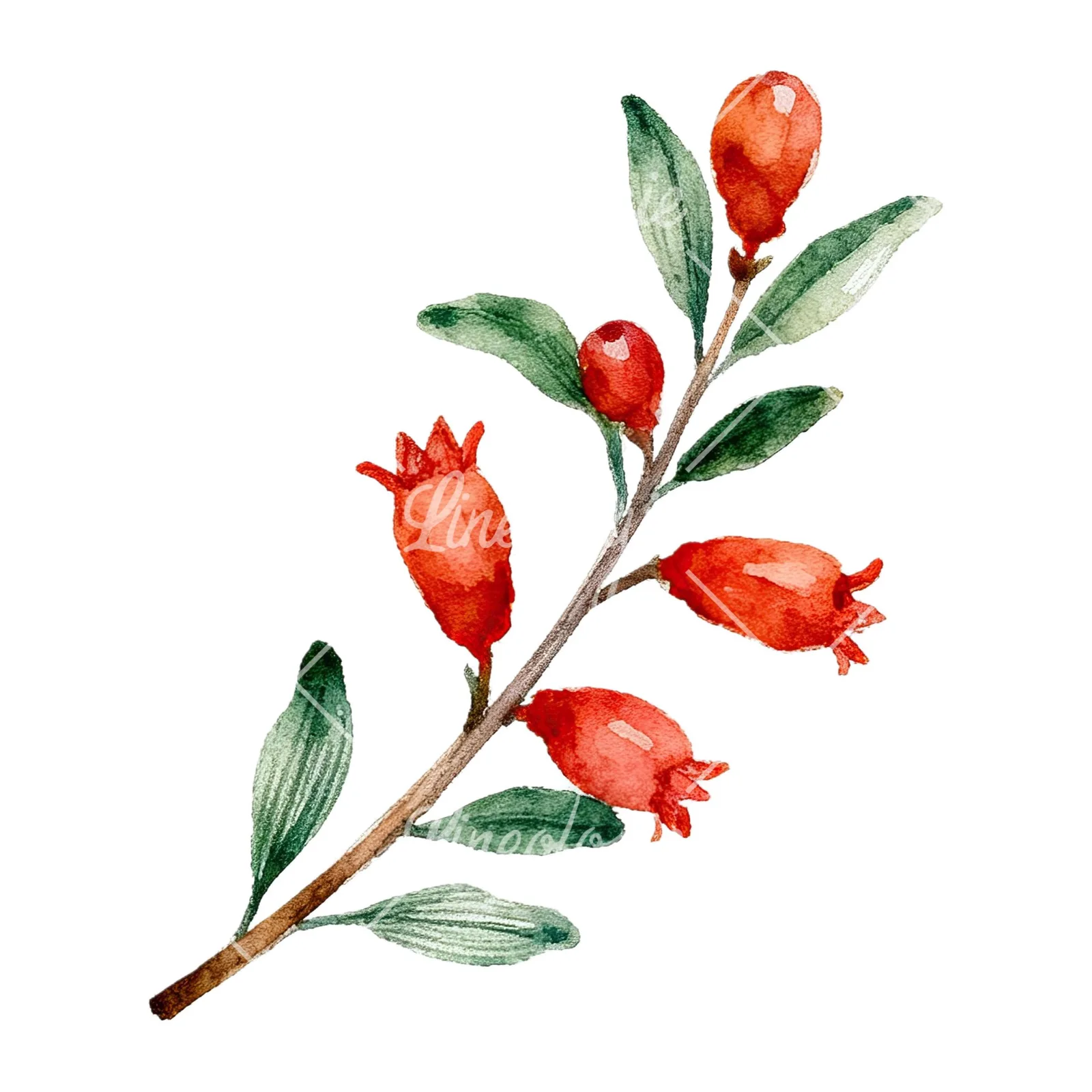Watercolor pomegranate branch clipart 9 of 9 on a white background (JPG)