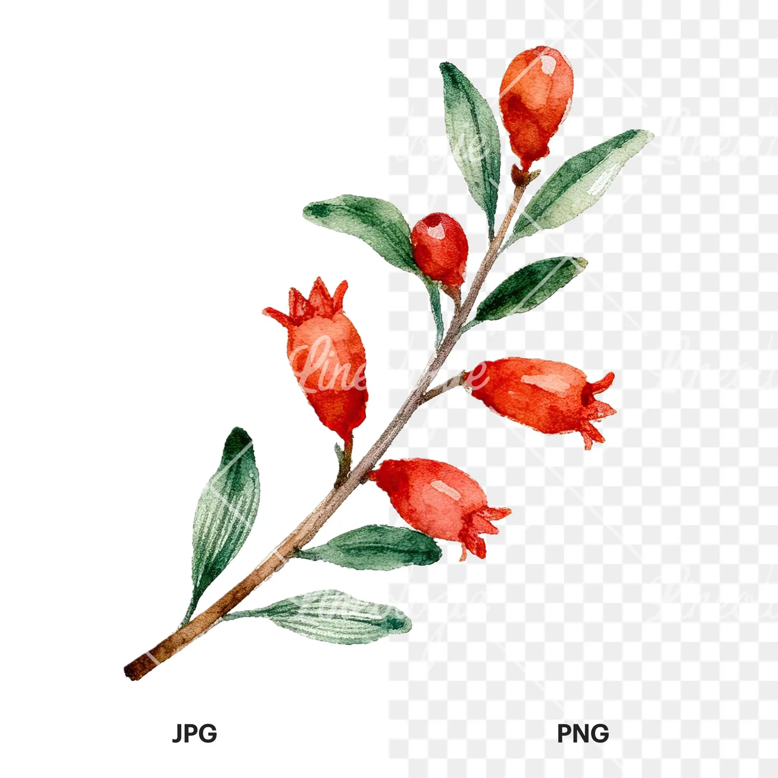 Watercolor pomegranate branch clipart 9 of 9, as a JPG on white and a transparent PNG