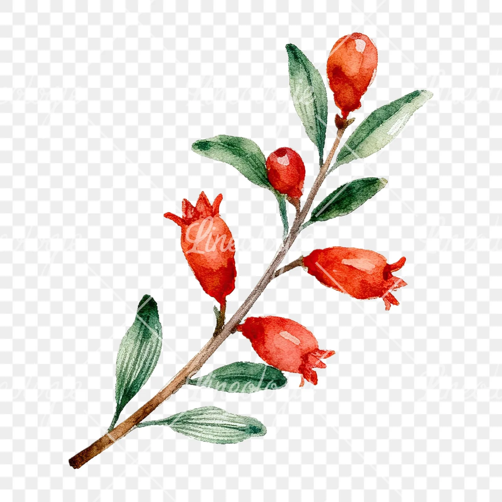 Watercolor pomegranate branch clipart 9 of 9 on a transparent background (PNG)