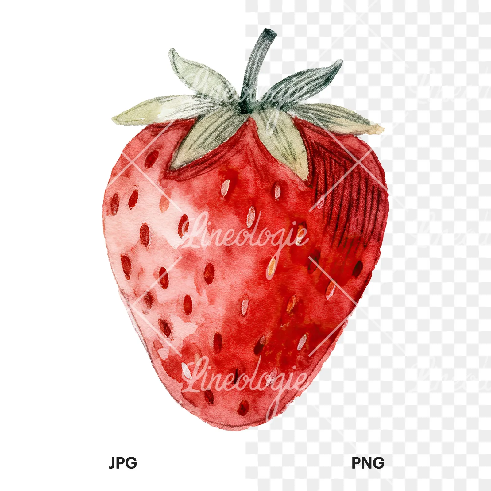 Watercolor strawberry fruit clipart 9 of 9, as a JPG on white and a transparent PNG