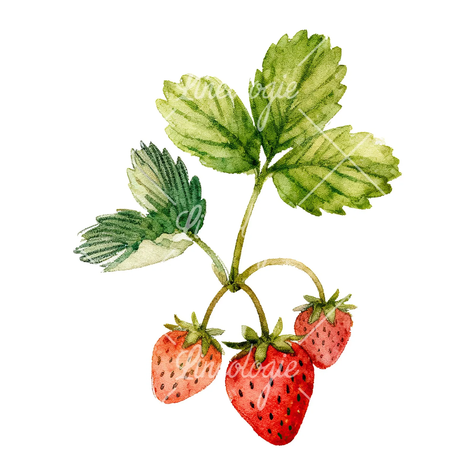 Watercolor strawberry plant clipart 1 of 9 on a white background (JPG)