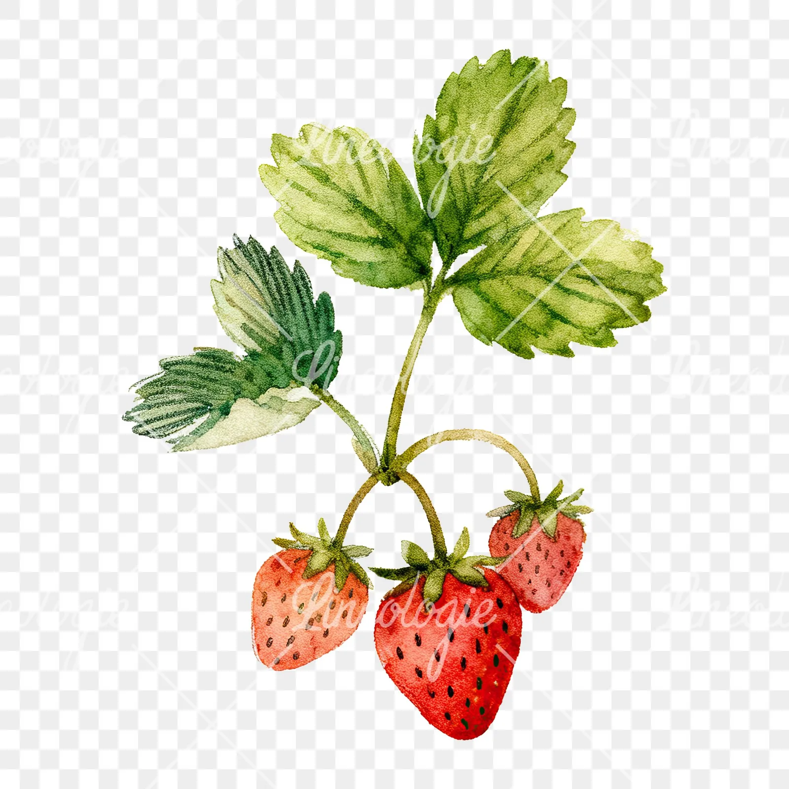 Watercolor strawberry plant clipart 1 of 9 on a transparent background (PNG)